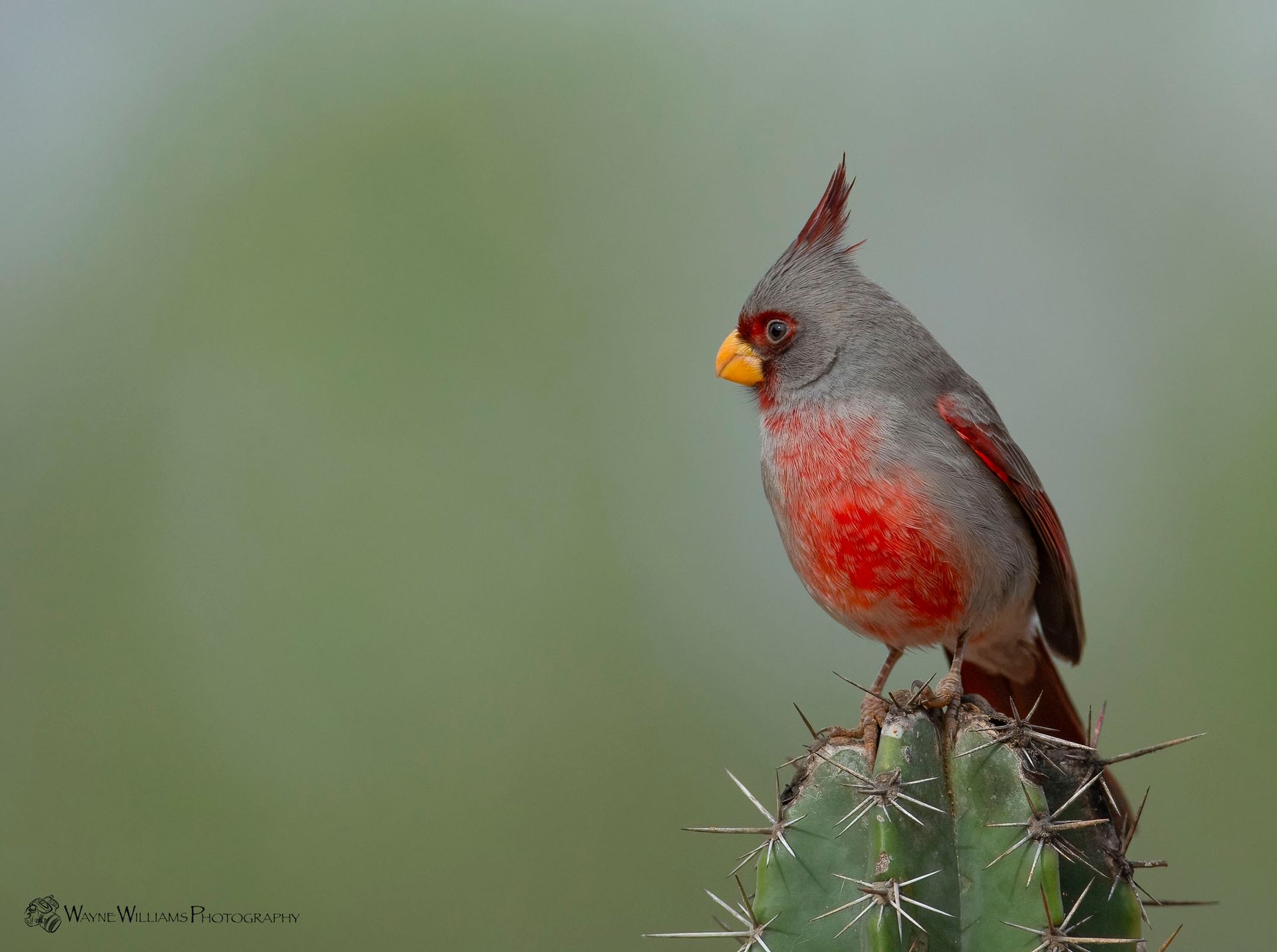 A bird with a red breast is perched on top of a cactus.