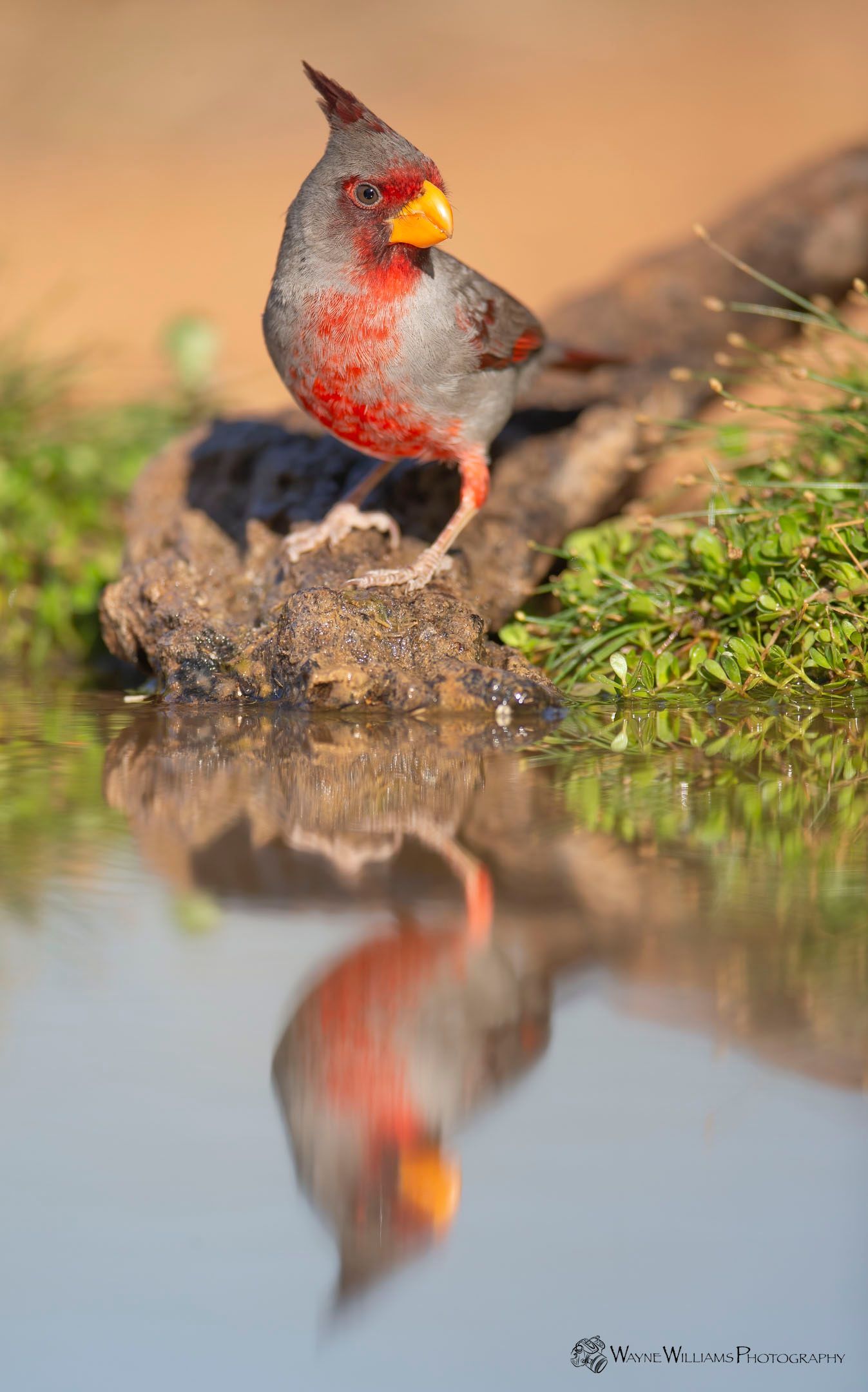 A bird is standing on a rock next to a body of water.