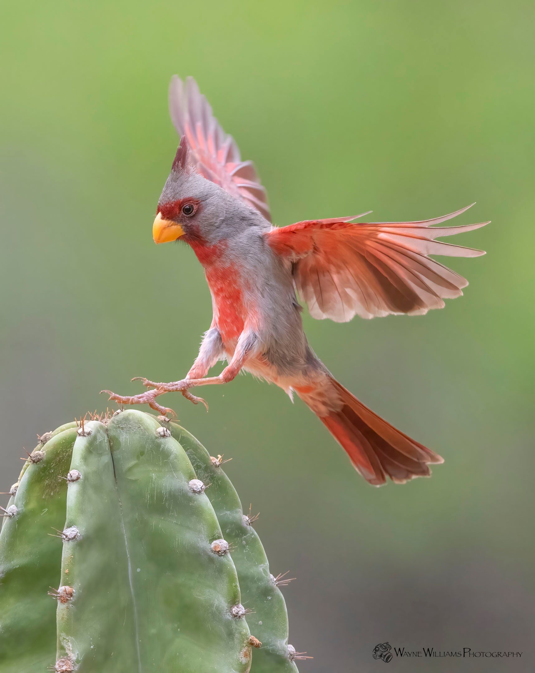 A bird is sitting on top of a cactus with its wings outstretched