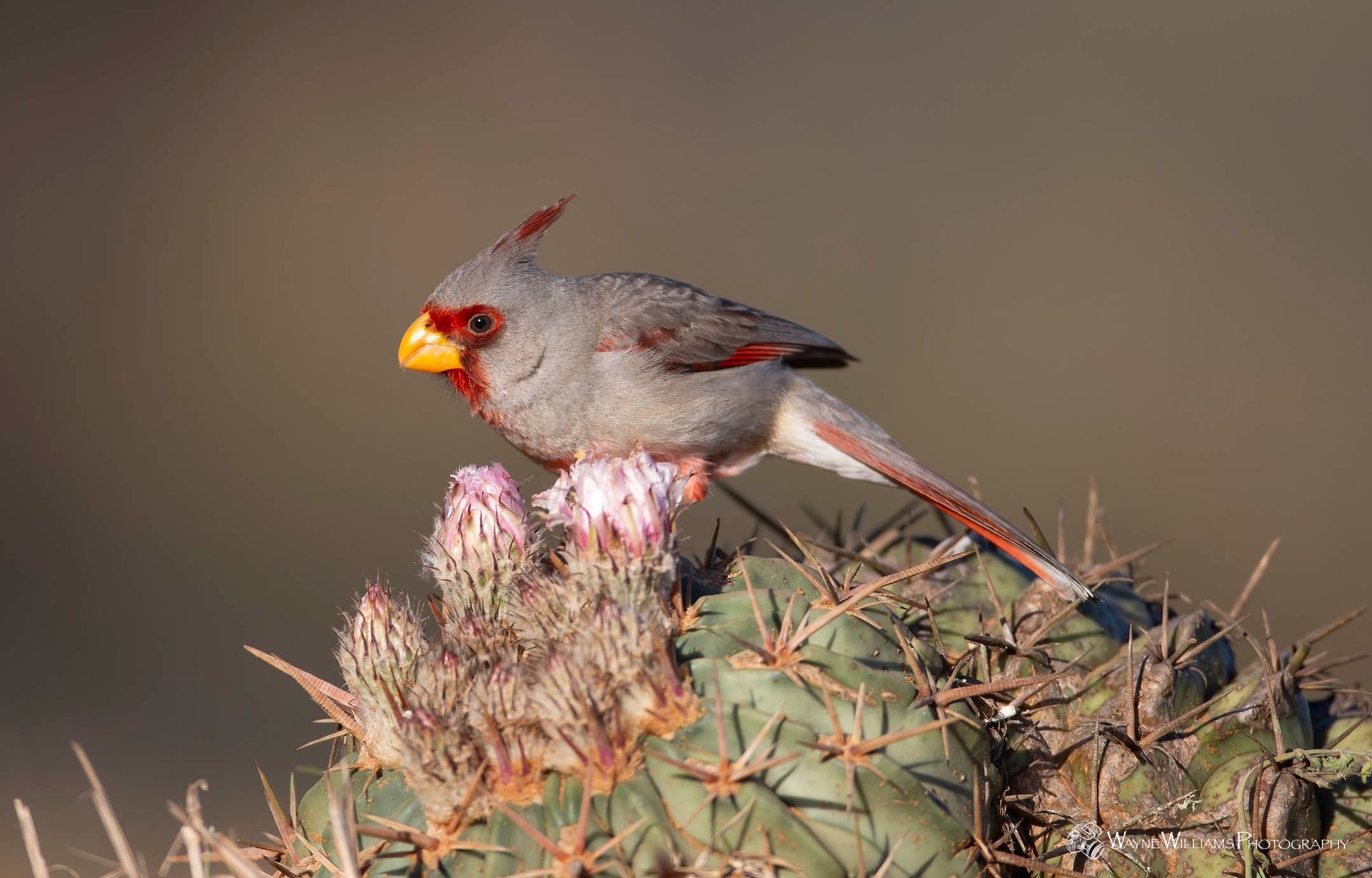 A small bird is perched on top of a cactus.