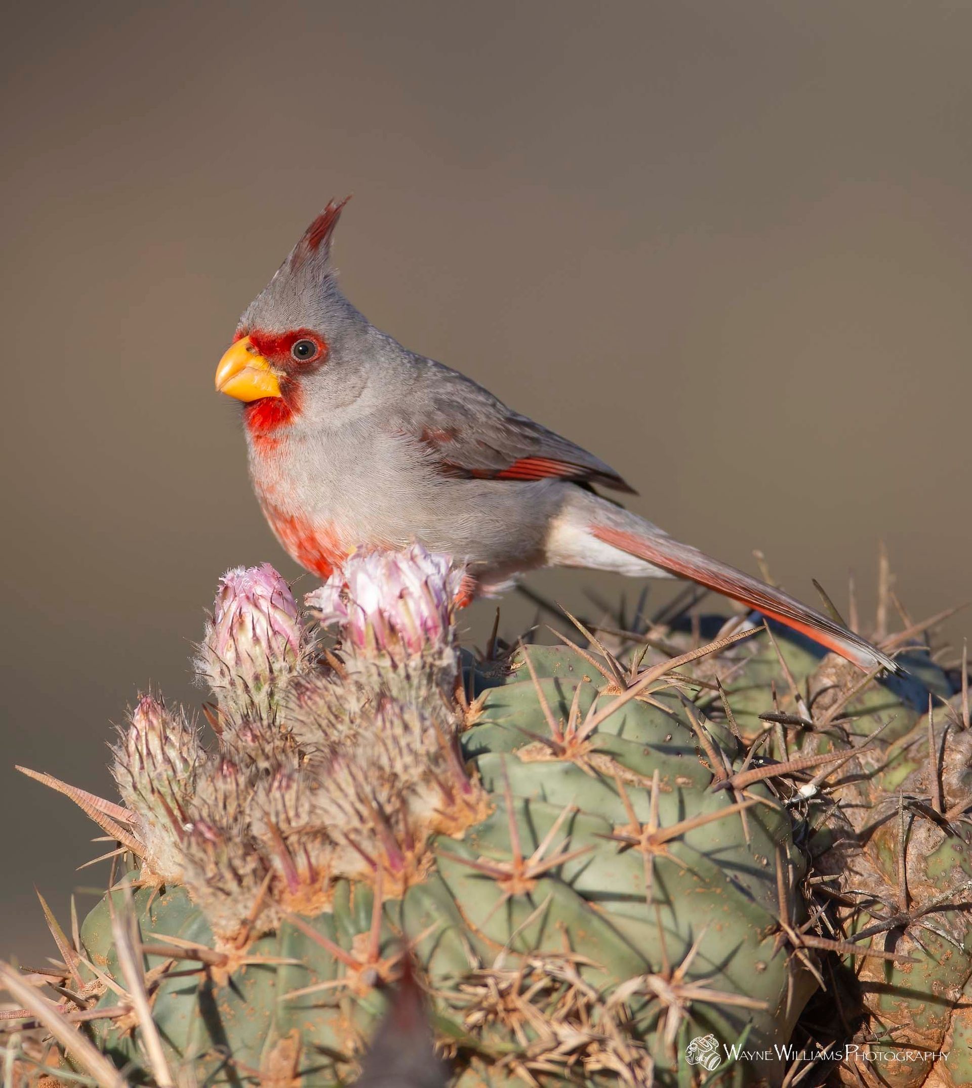 A small bird is perched on top of a cactus.