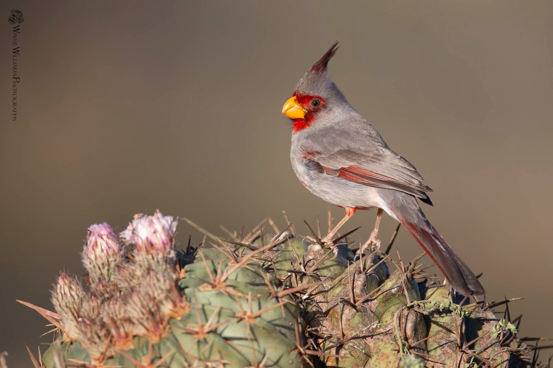 A small bird is perched on top of a cactus.