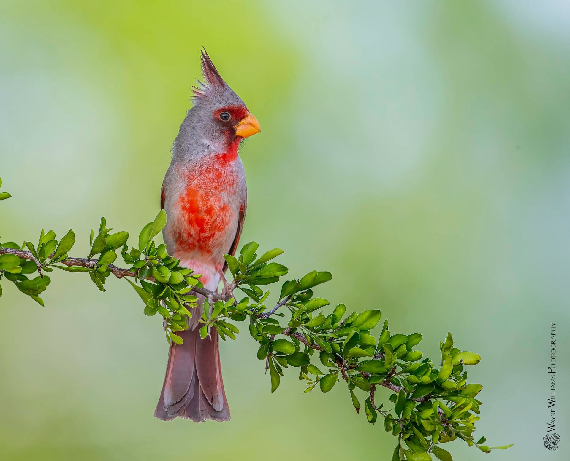 A small bird perched on a branch with a green background.