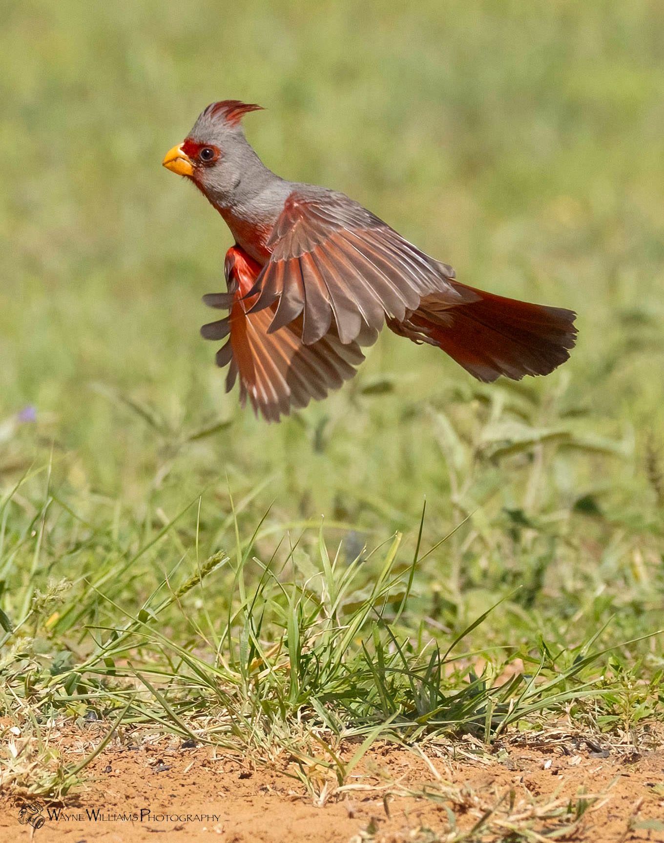 A bird is flying over a grassy field.