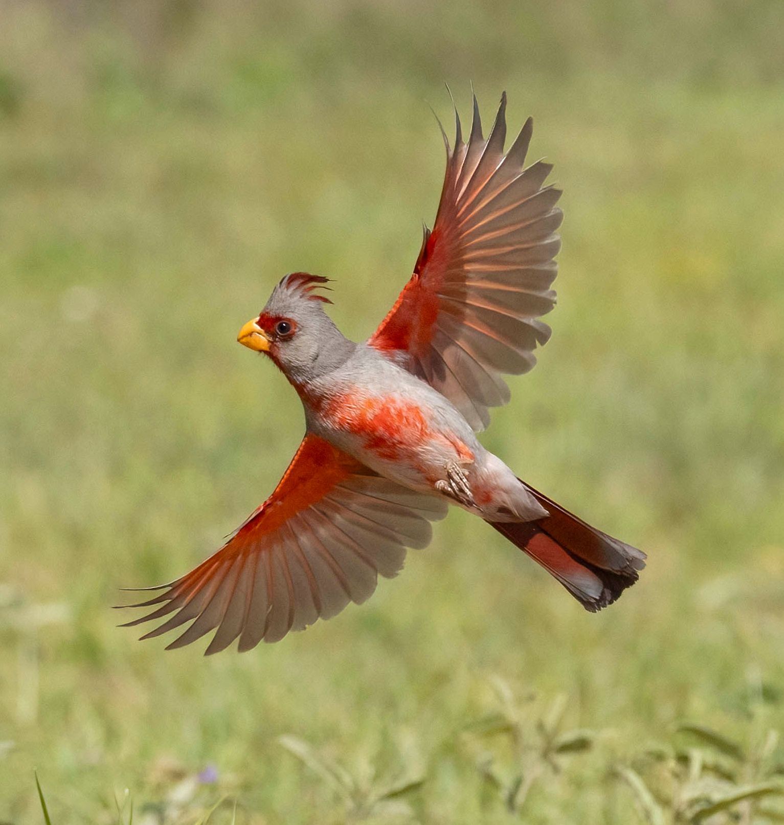 A hummingbird is flying in the air with its wings spread.