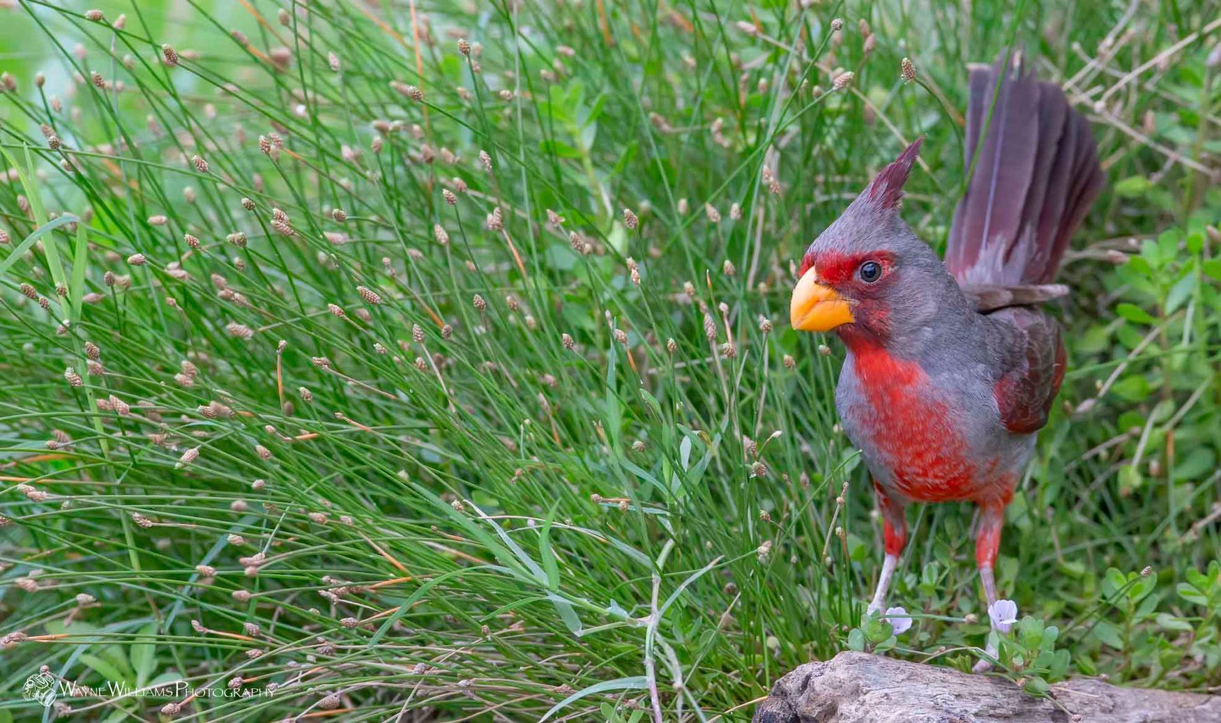 A small red and gray bird is standing in the grass.