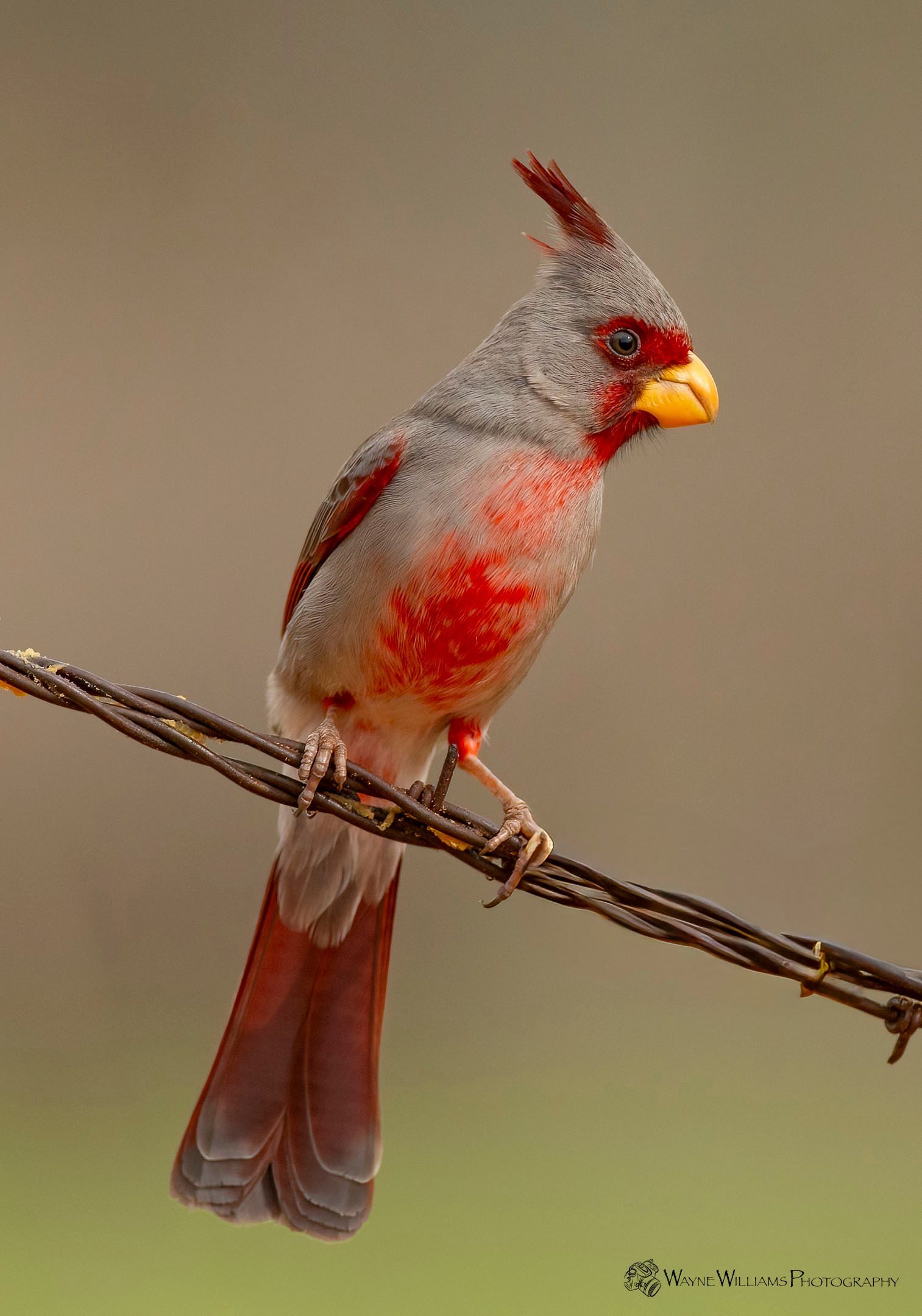 A red and gray bird with a yellow beak is perched on a branch.
