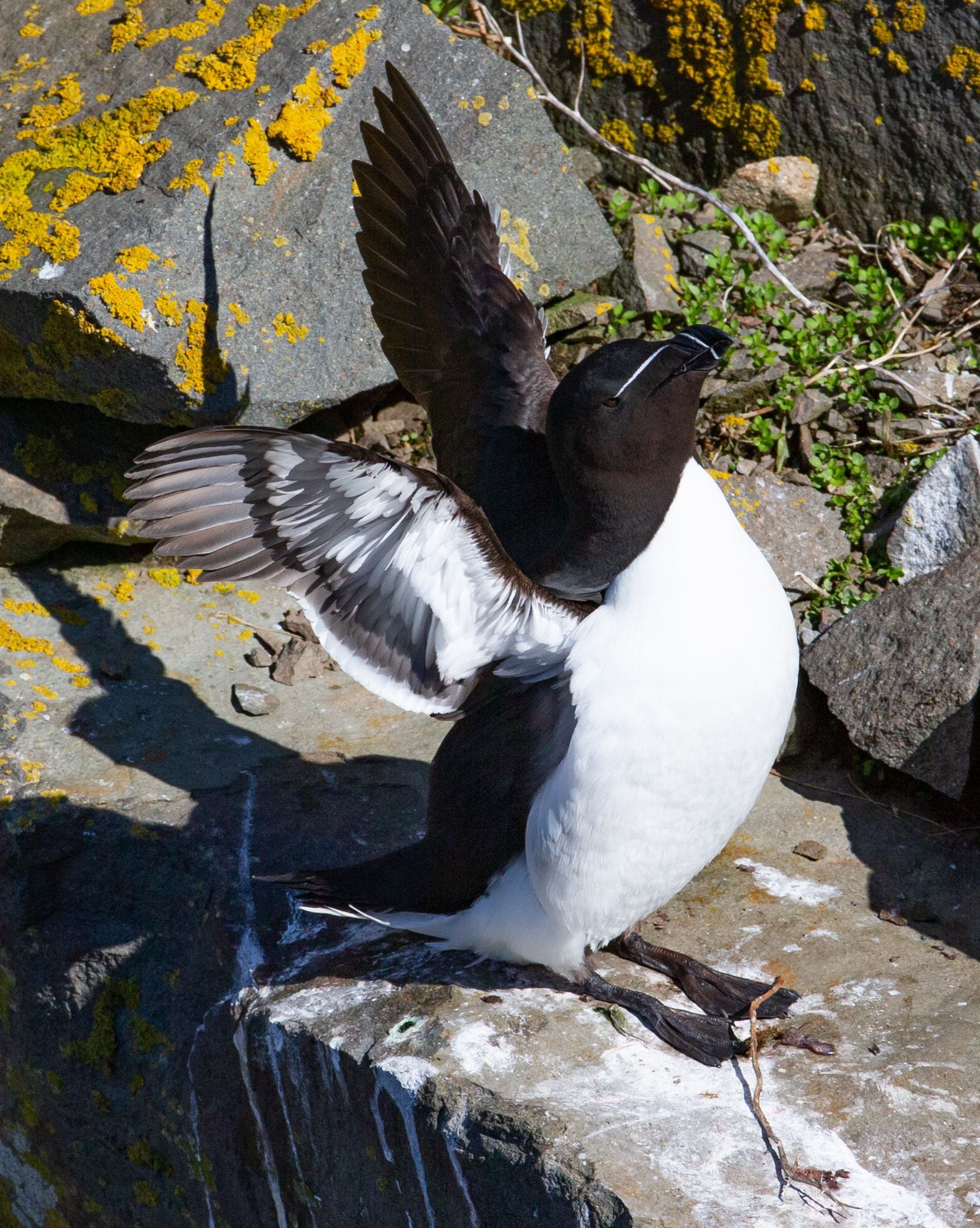 A black and white bird is standing on a rock with its wings outstretched