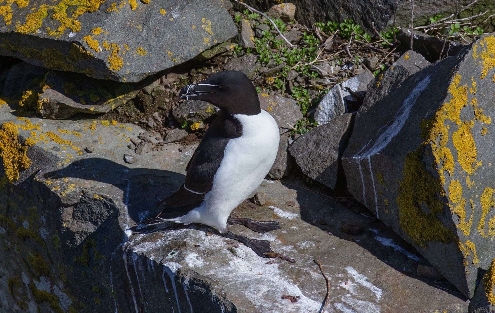 A black and white bird is standing on a rock.