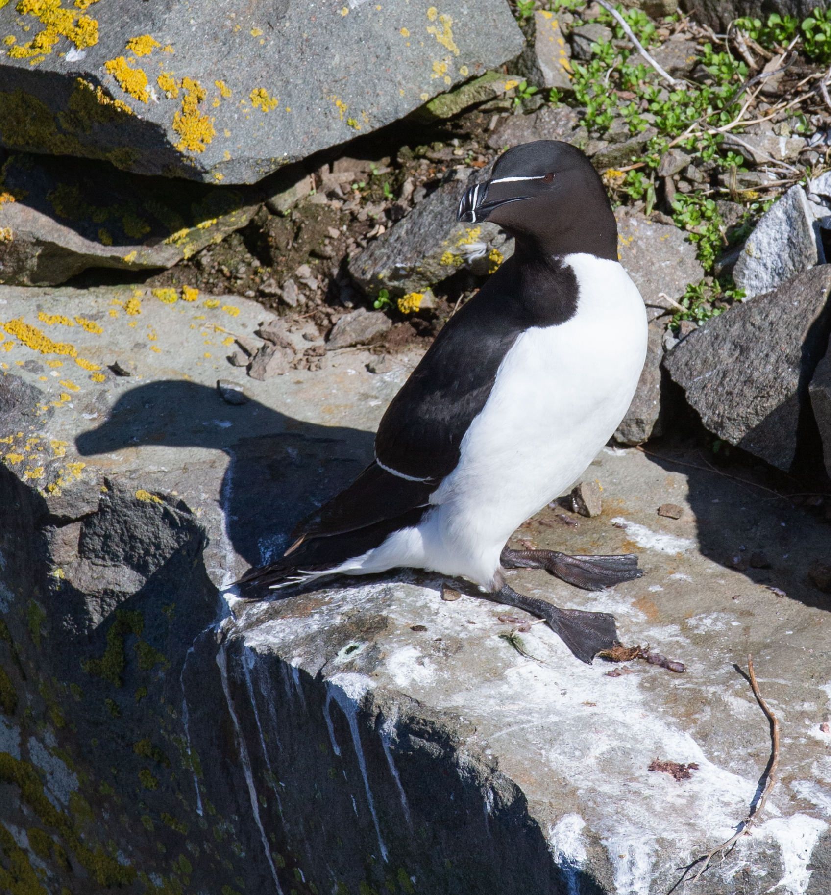 A black and white bird perched on a rock