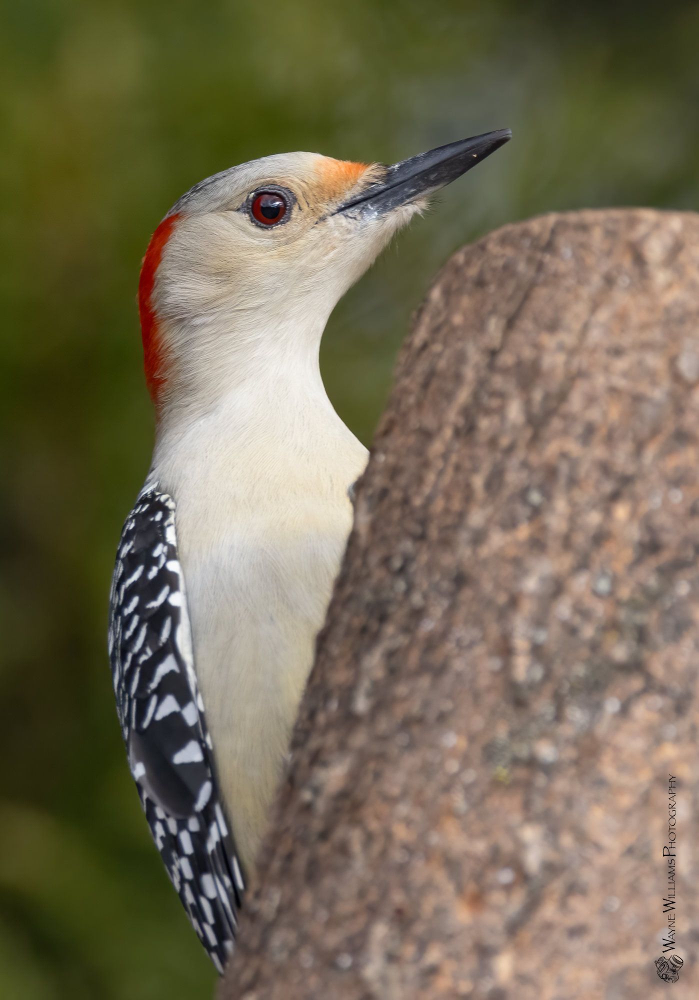 A white and red woodpecker perched on a rock.