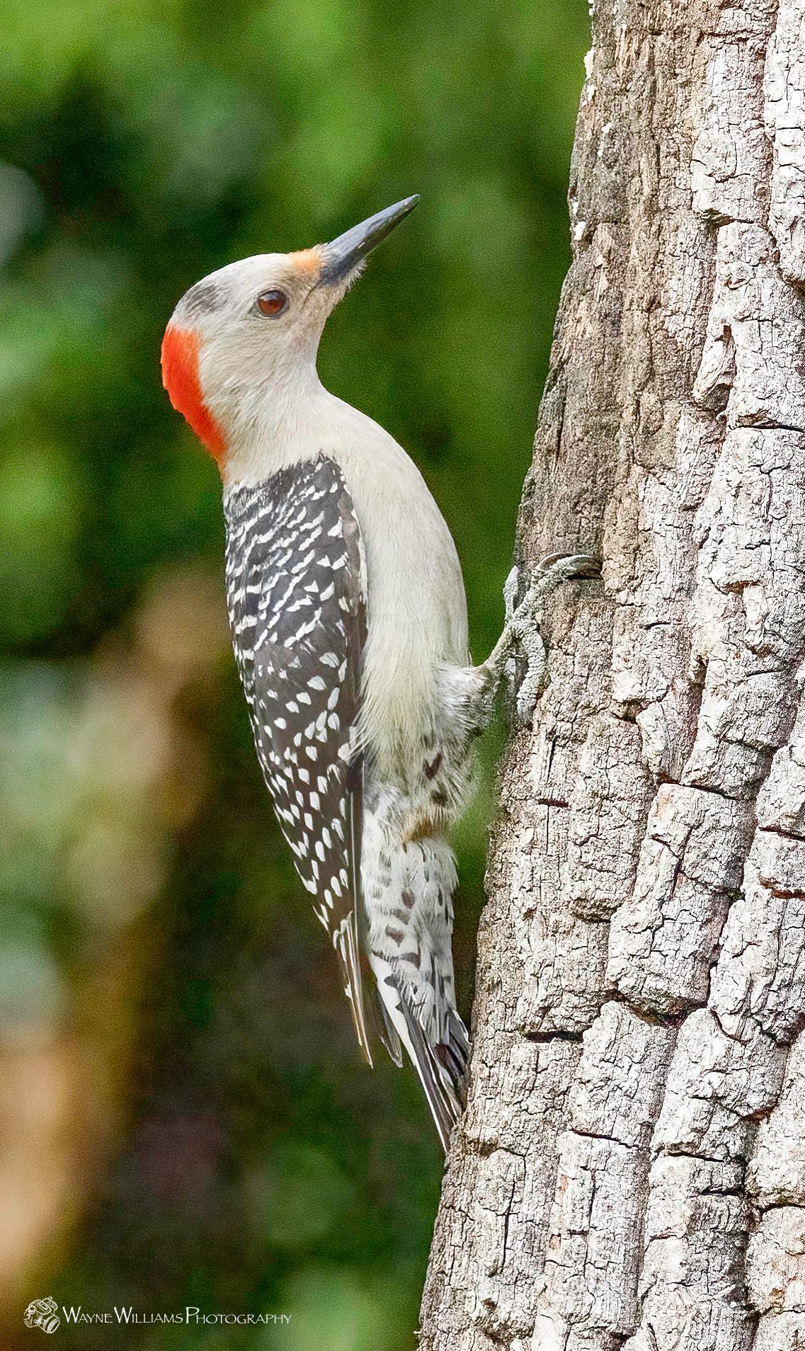 A white and black woodpecker perched on a tree trunk.