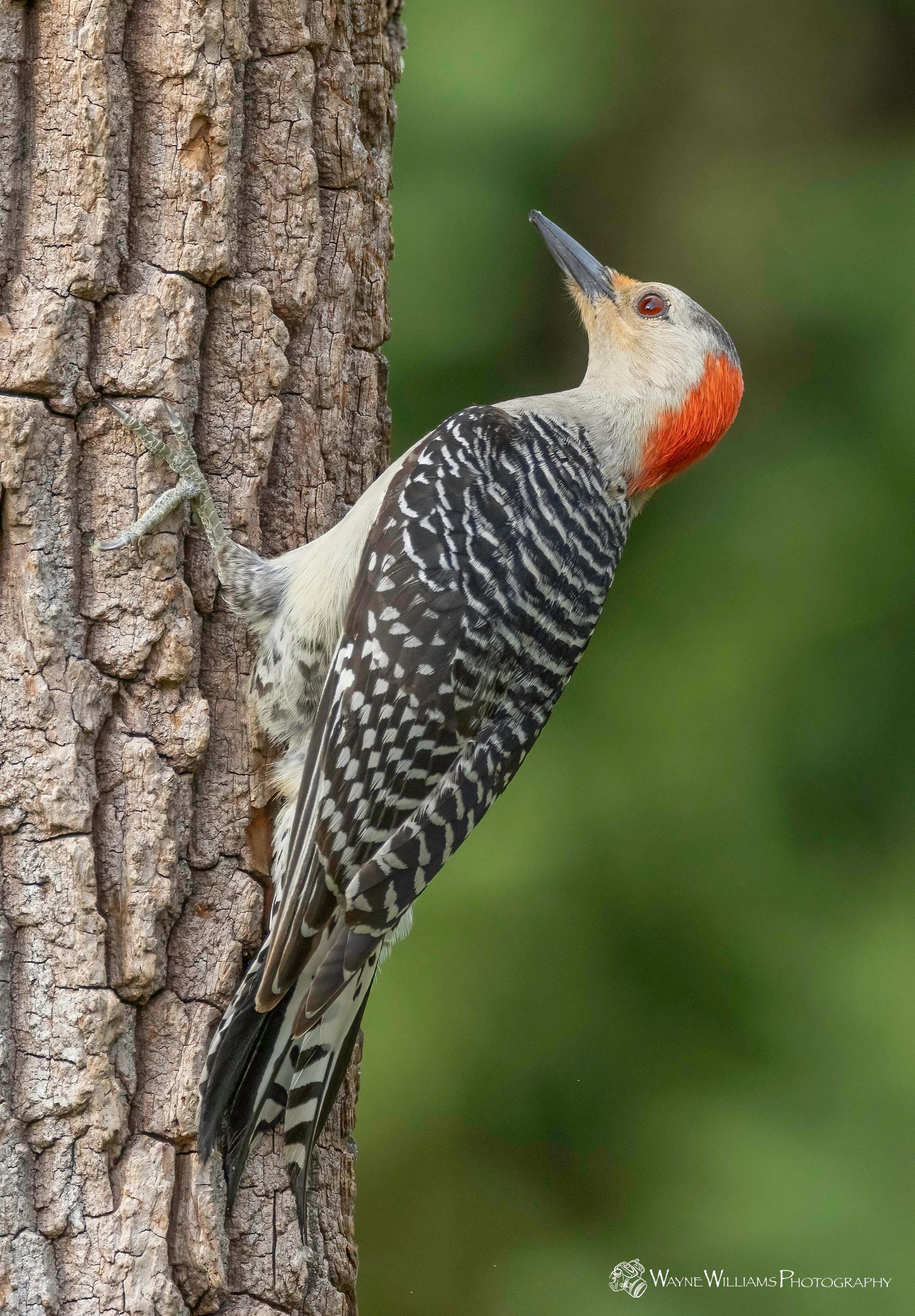 A woodpecker perched on the side of a tree trunk.