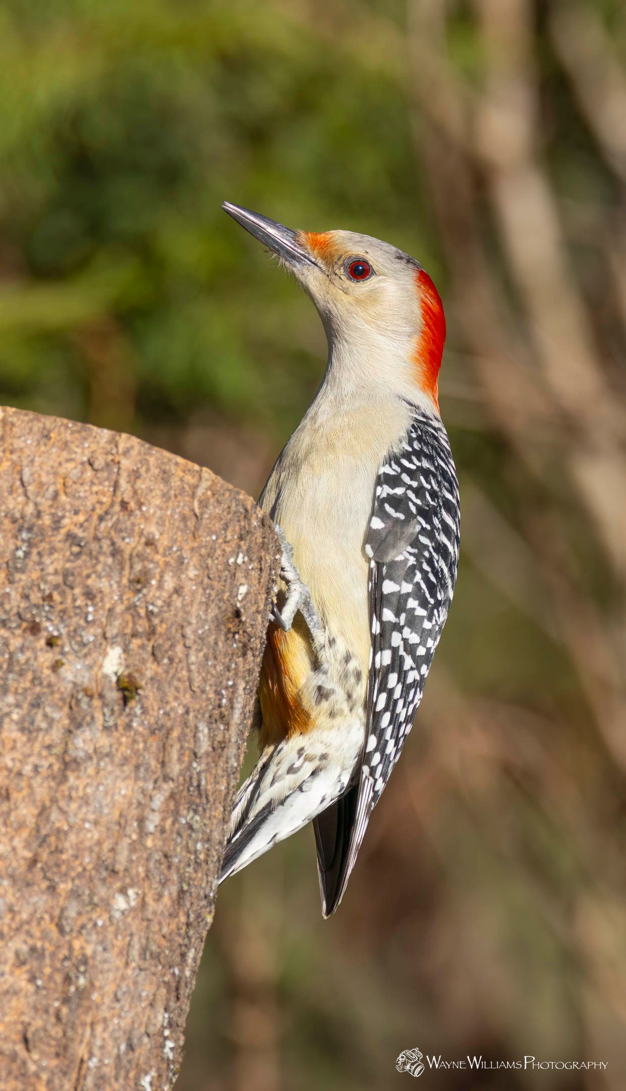 A woodpecker perched on top of a rock.
