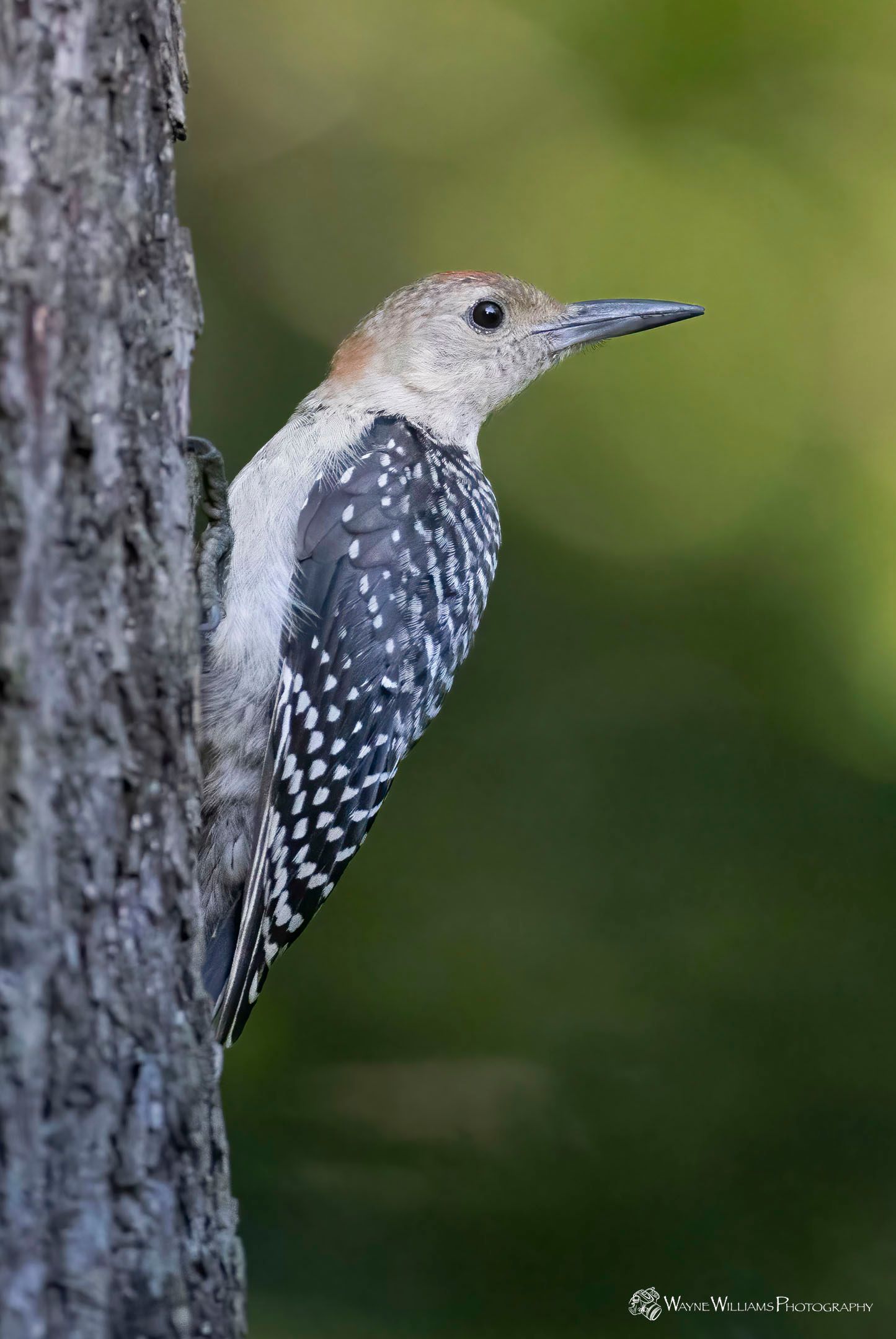 A woodpecker perched on the side of a tree trunk.