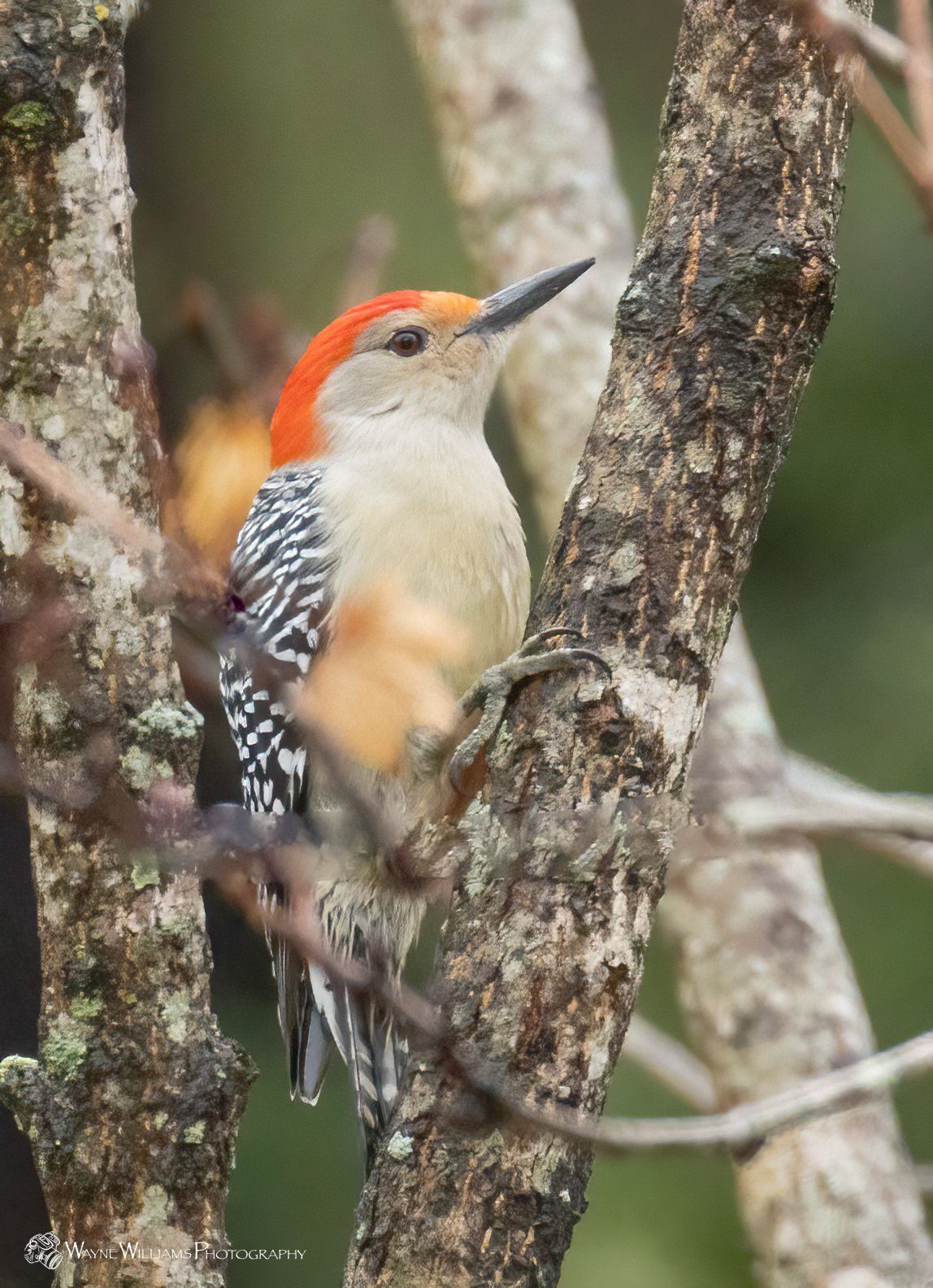 A red headed woodpecker perched on a tree branch