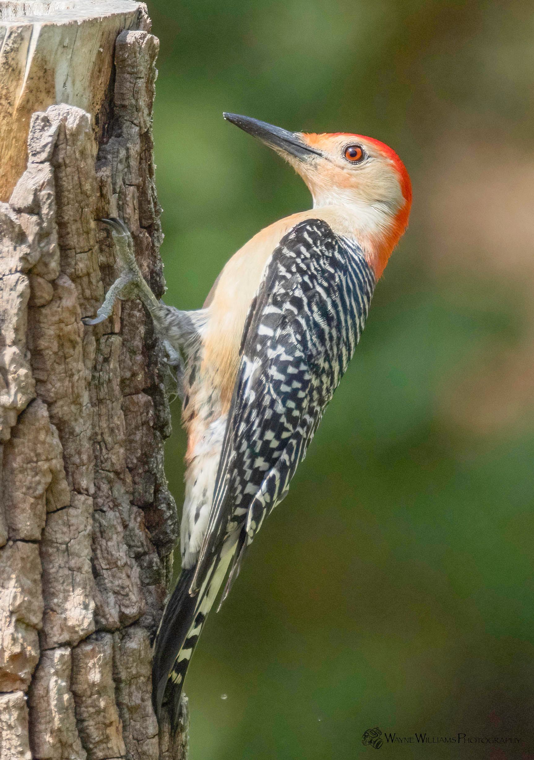 A red headed woodpecker perched on a tree stump.