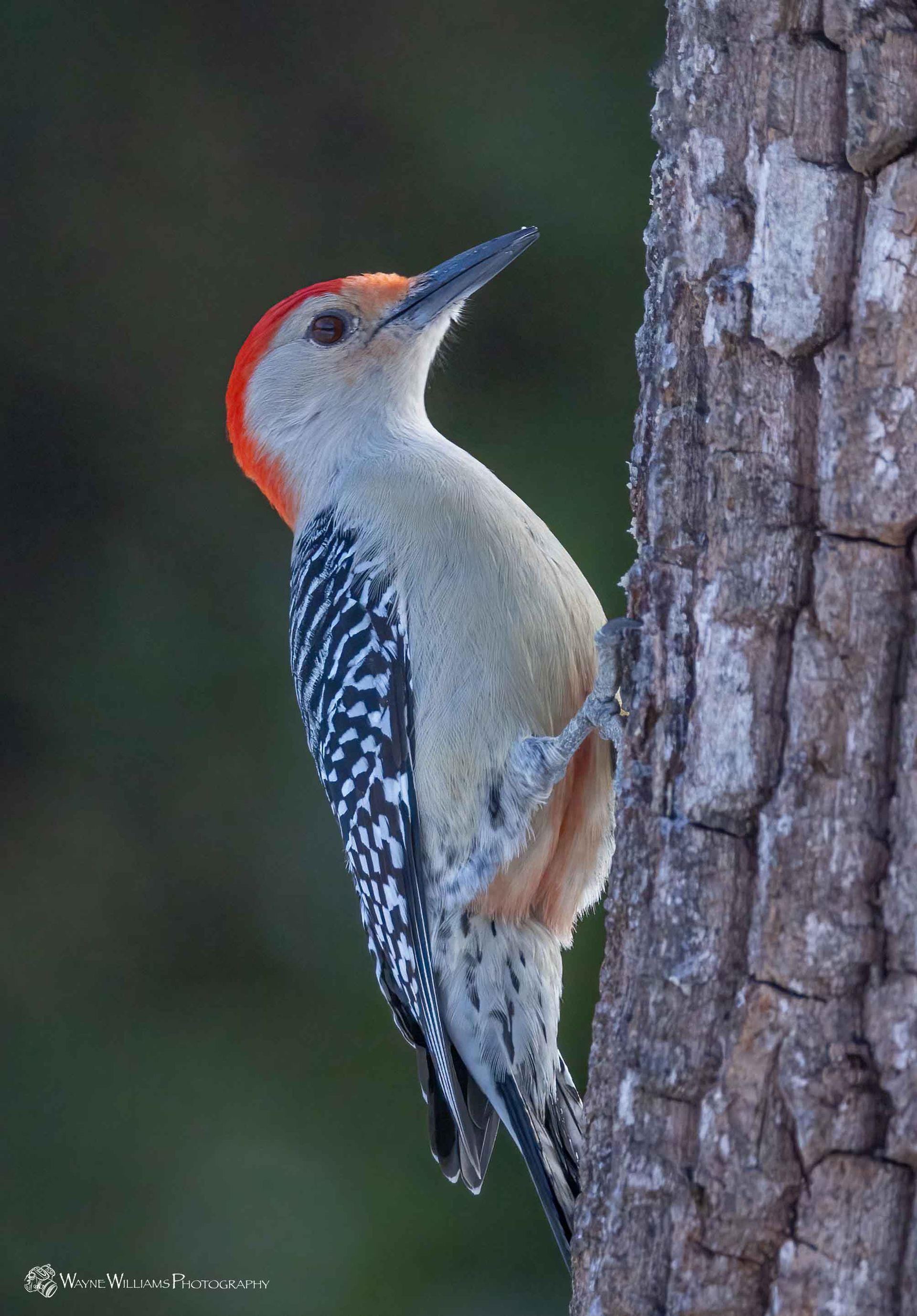 A bird with a red beak is perched on a tree trunk.