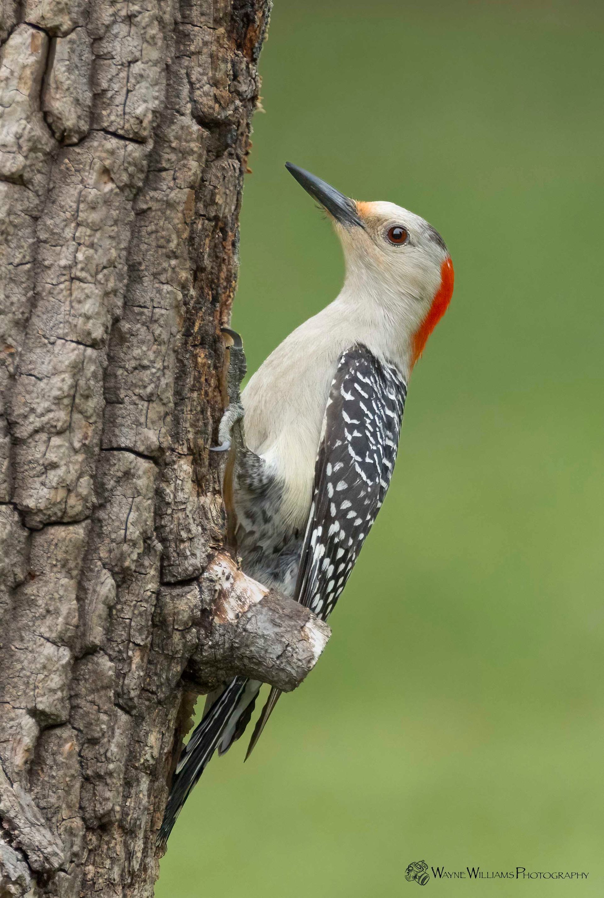 A woodpecker perched on the side of a tree