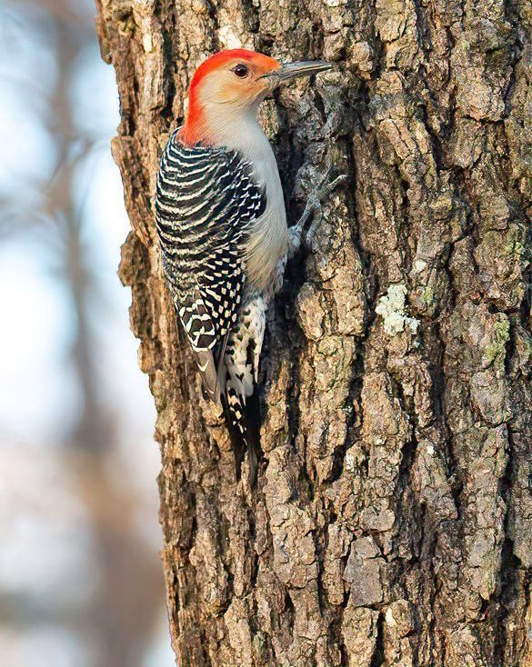 A red bellied woodpecker perched on a tree trunk.