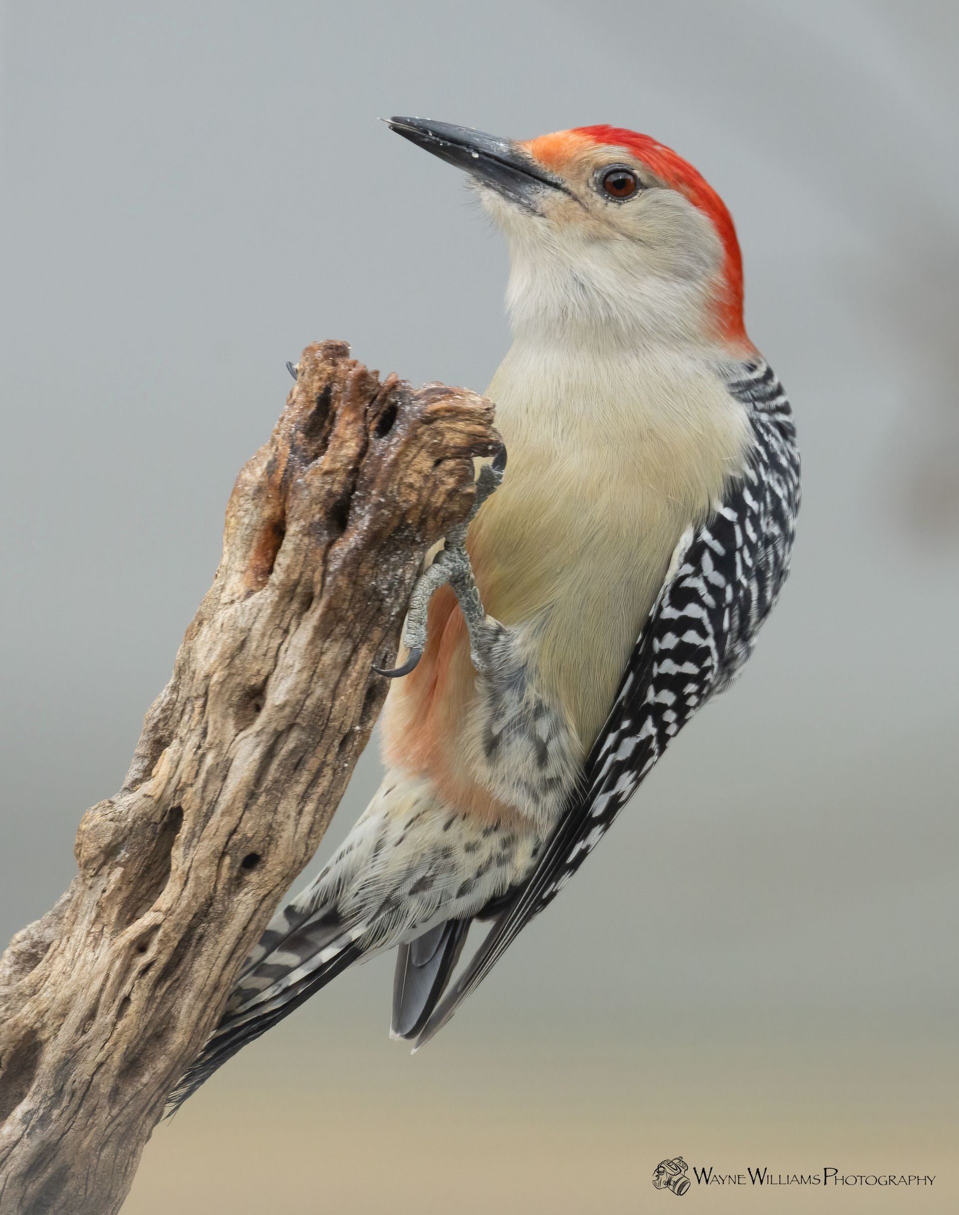A red headed woodpecker perched on a tree branch