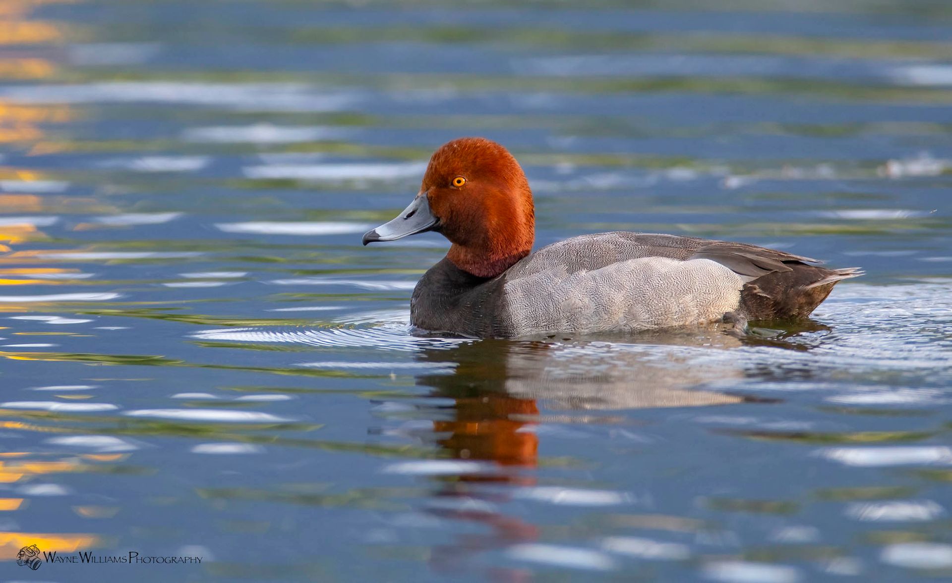 A redheaded duck is swimming in a lake.