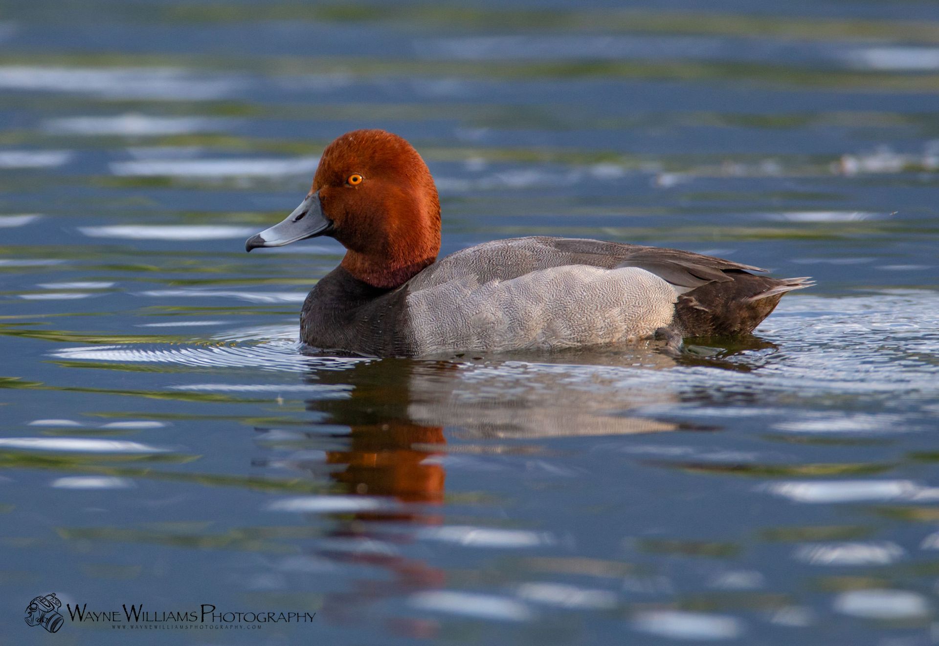 A redheaded duck is swimming in a lake.