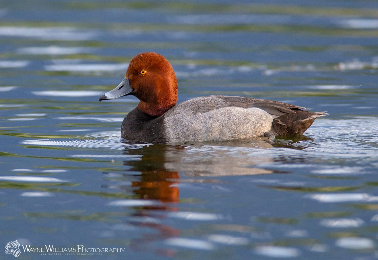 A redheaded duck is swimming in a lake.
