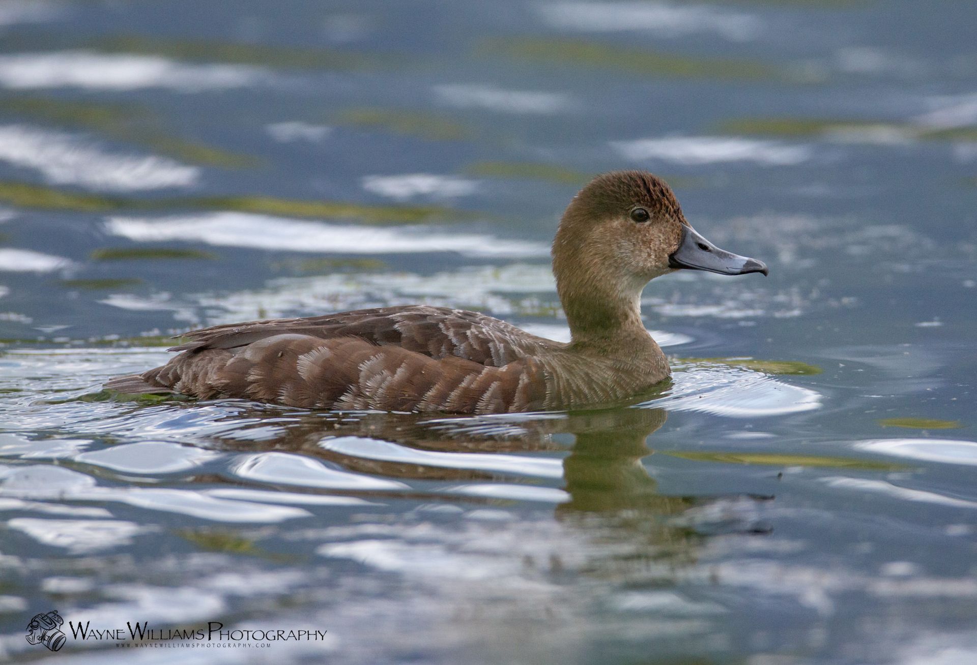 A brown duck is swimming in the water.