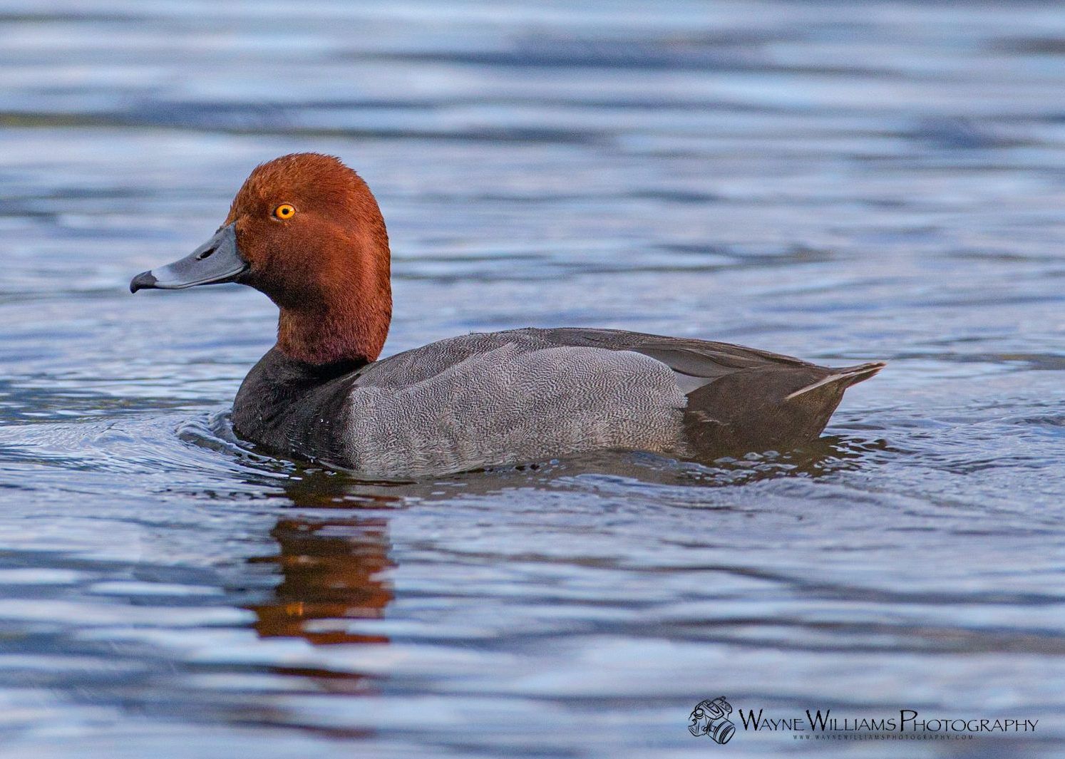 A redheaded duck is swimming in the water.