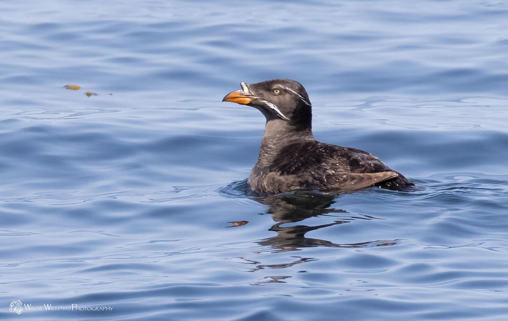 A black and white bird is swimming in the water.