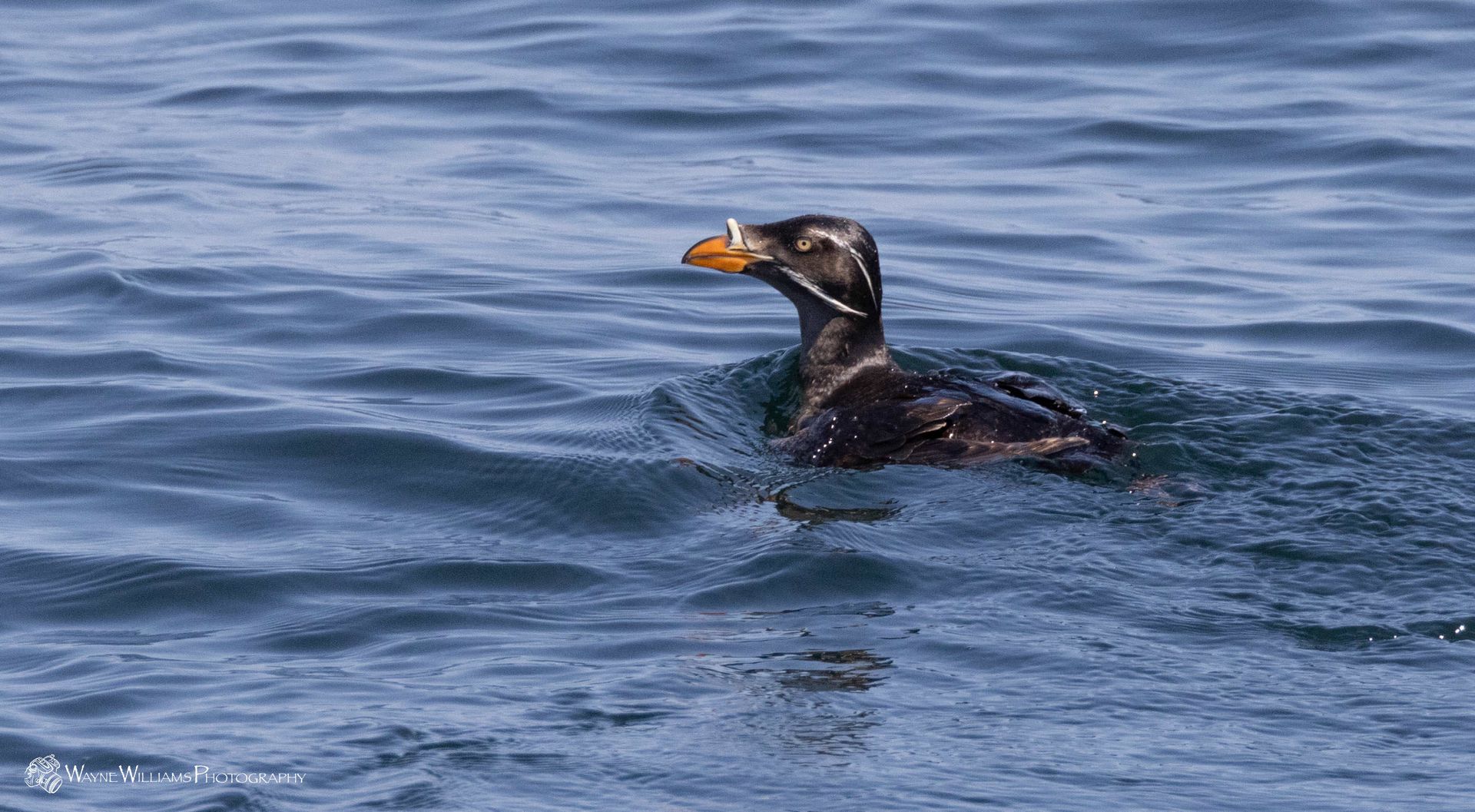 A black and yellow duck is swimming in the ocean.