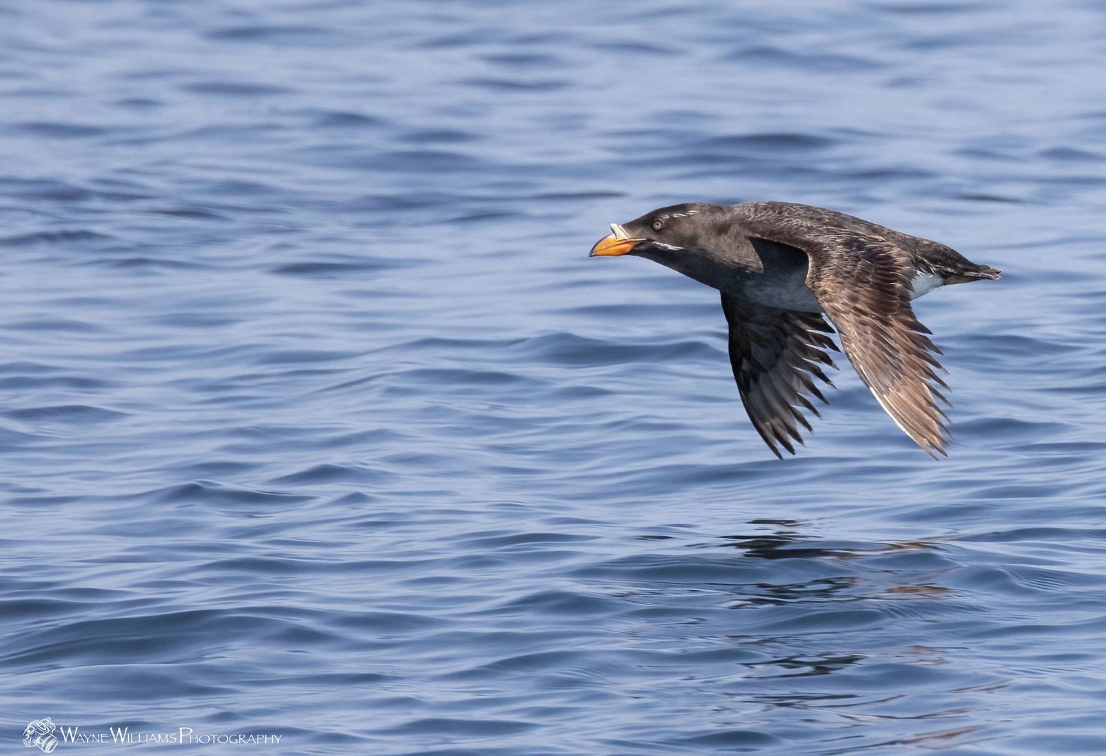 A bird is flying over a body of water.