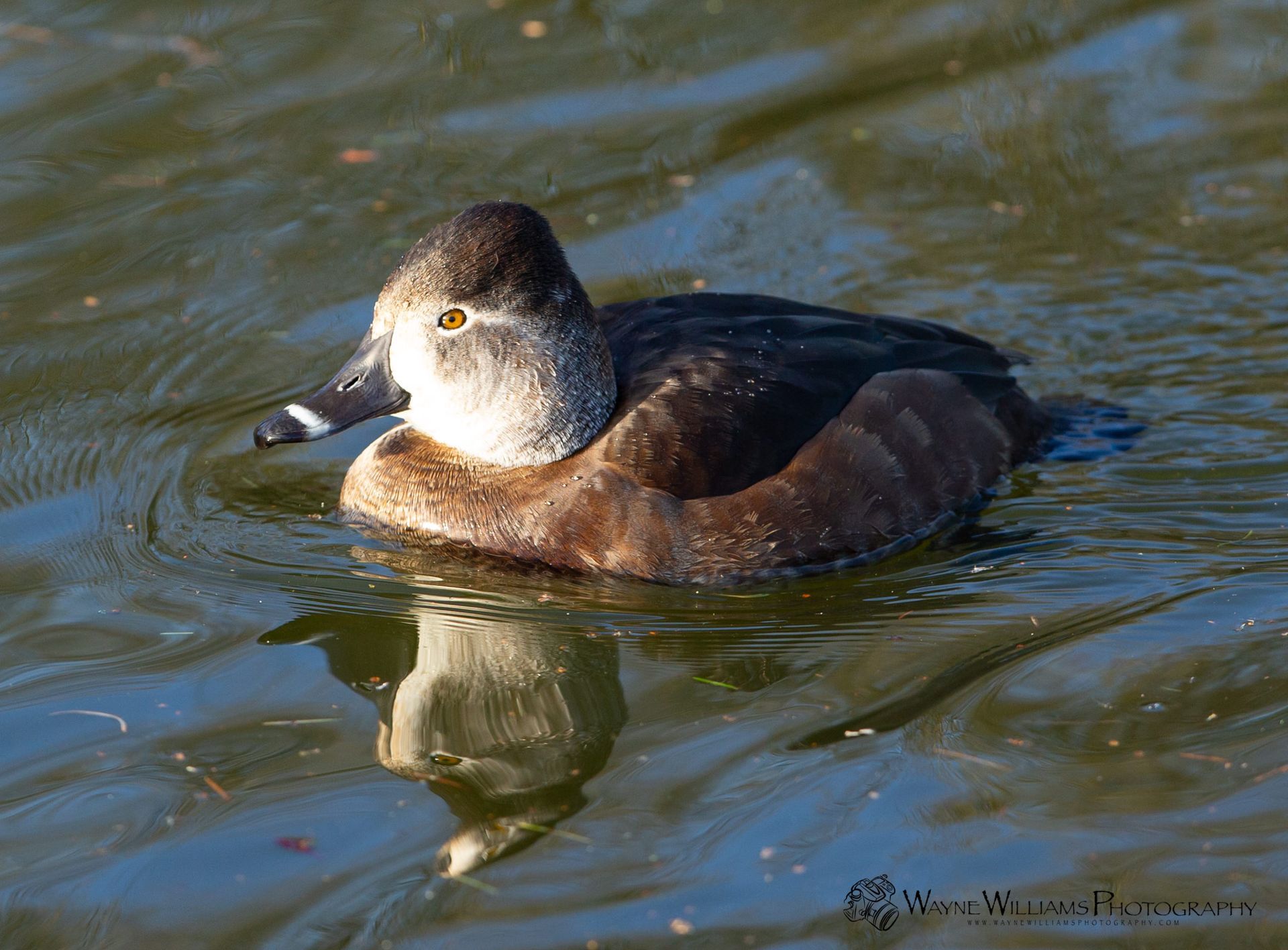 A duck is swimming in the water and looking at the camera.