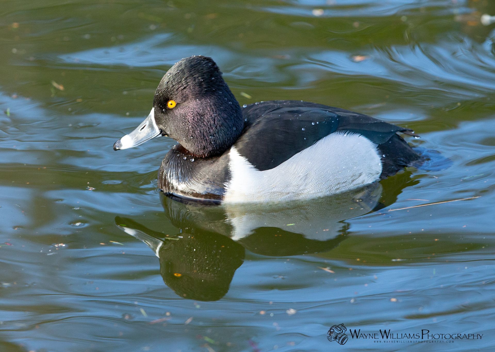 A black and white duck is swimming in the water