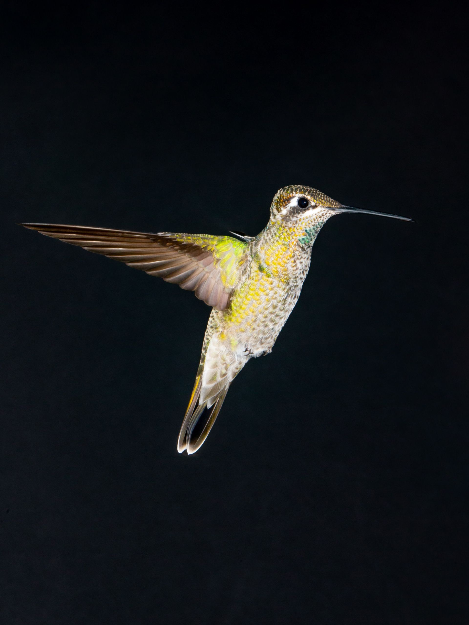 A hummingbird is flying in the dark with a black background