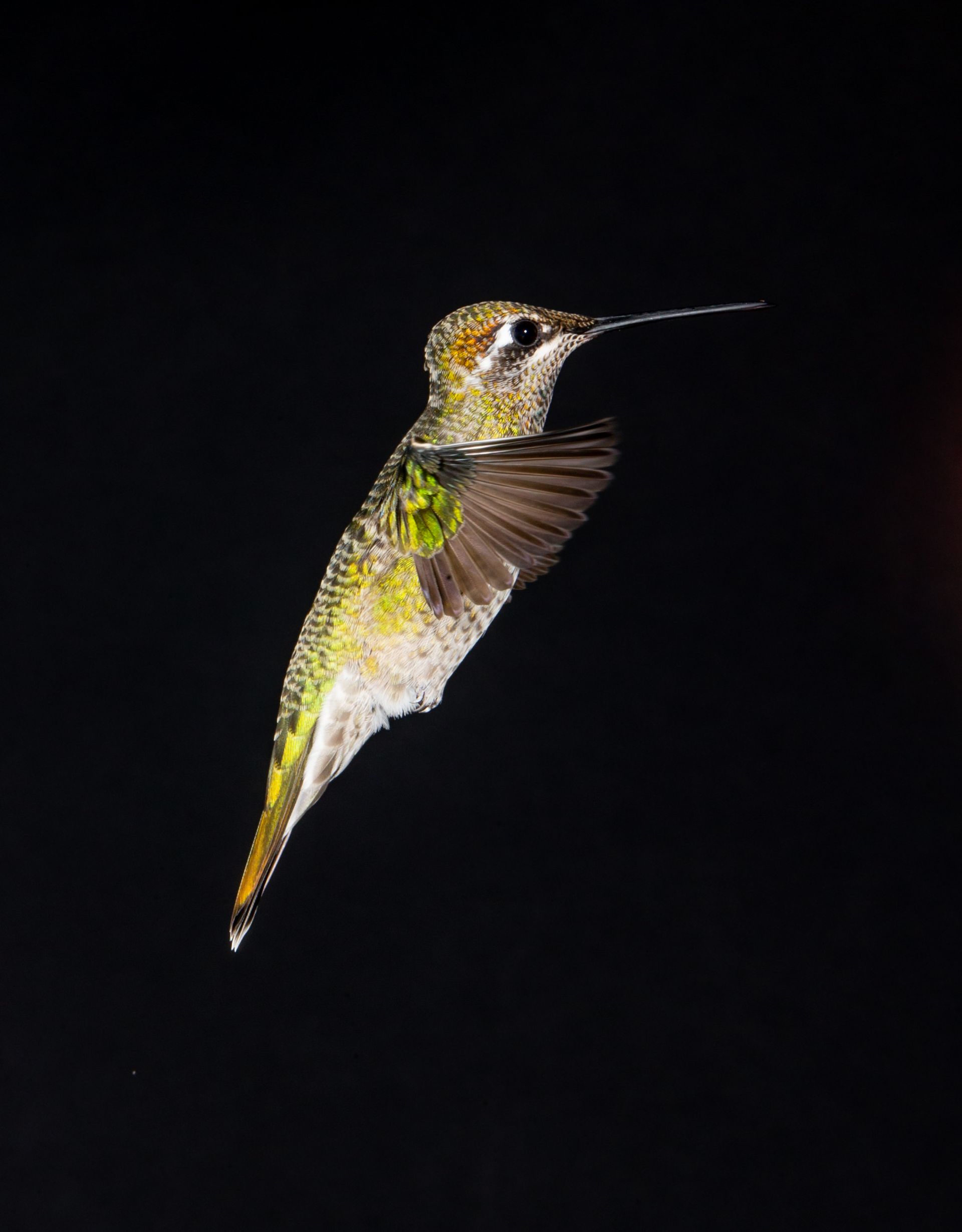 A hummingbird is flying in the dark on a black background.