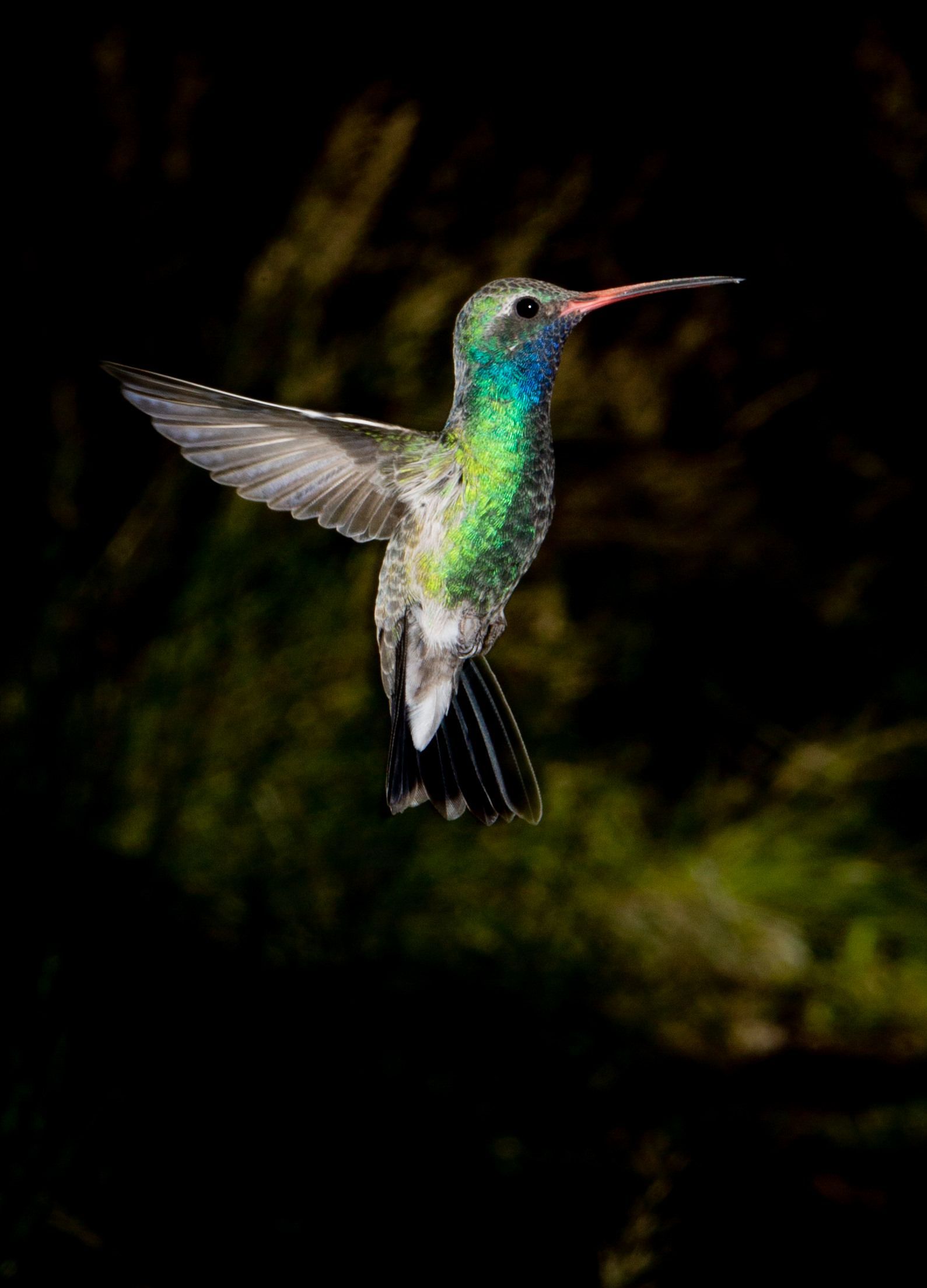 A hummingbird is flying in the dark with its wings spread.