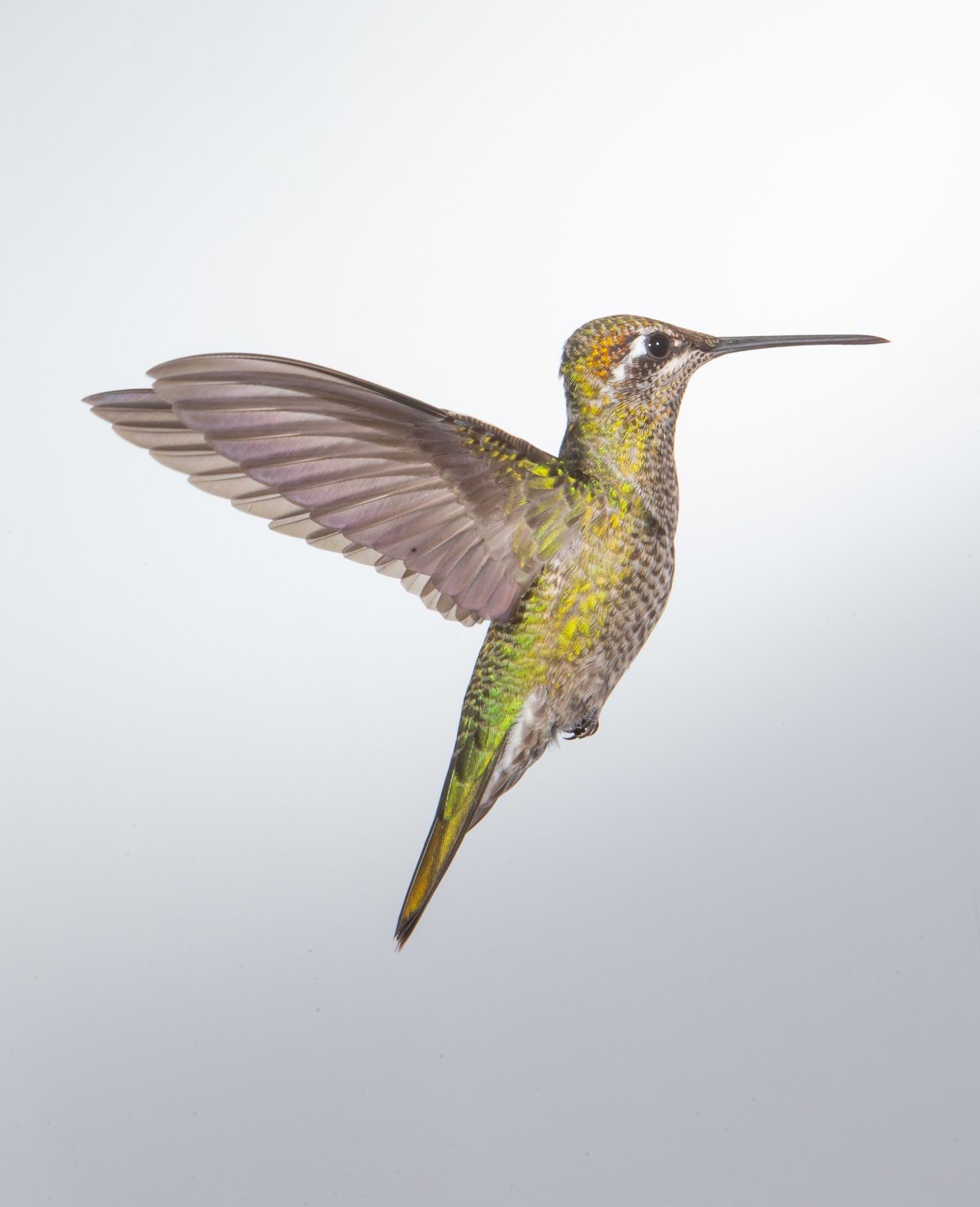 A hummingbird is flying in the air with its wings spread