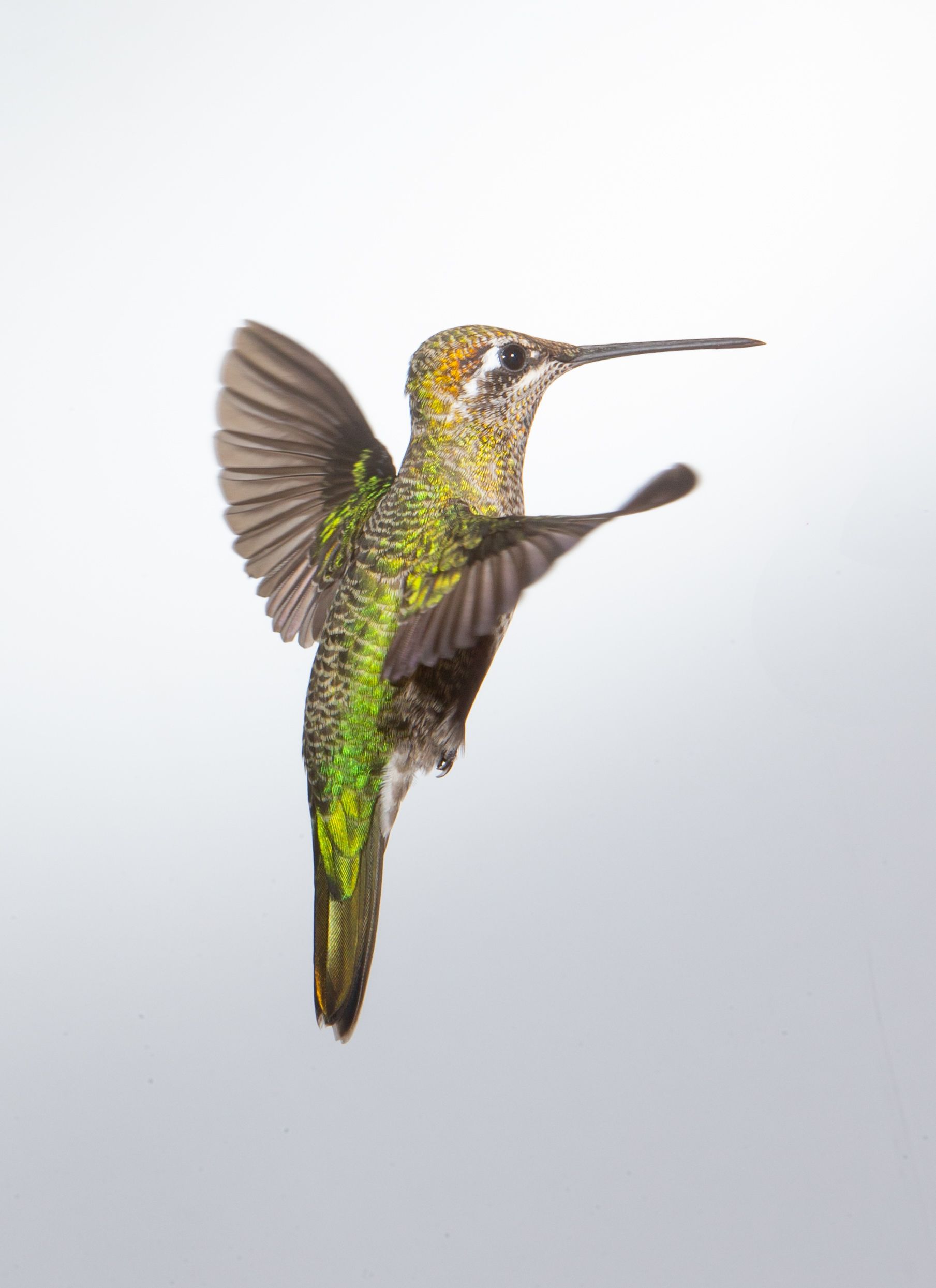 A hummingbird is flying in the air on a white background.