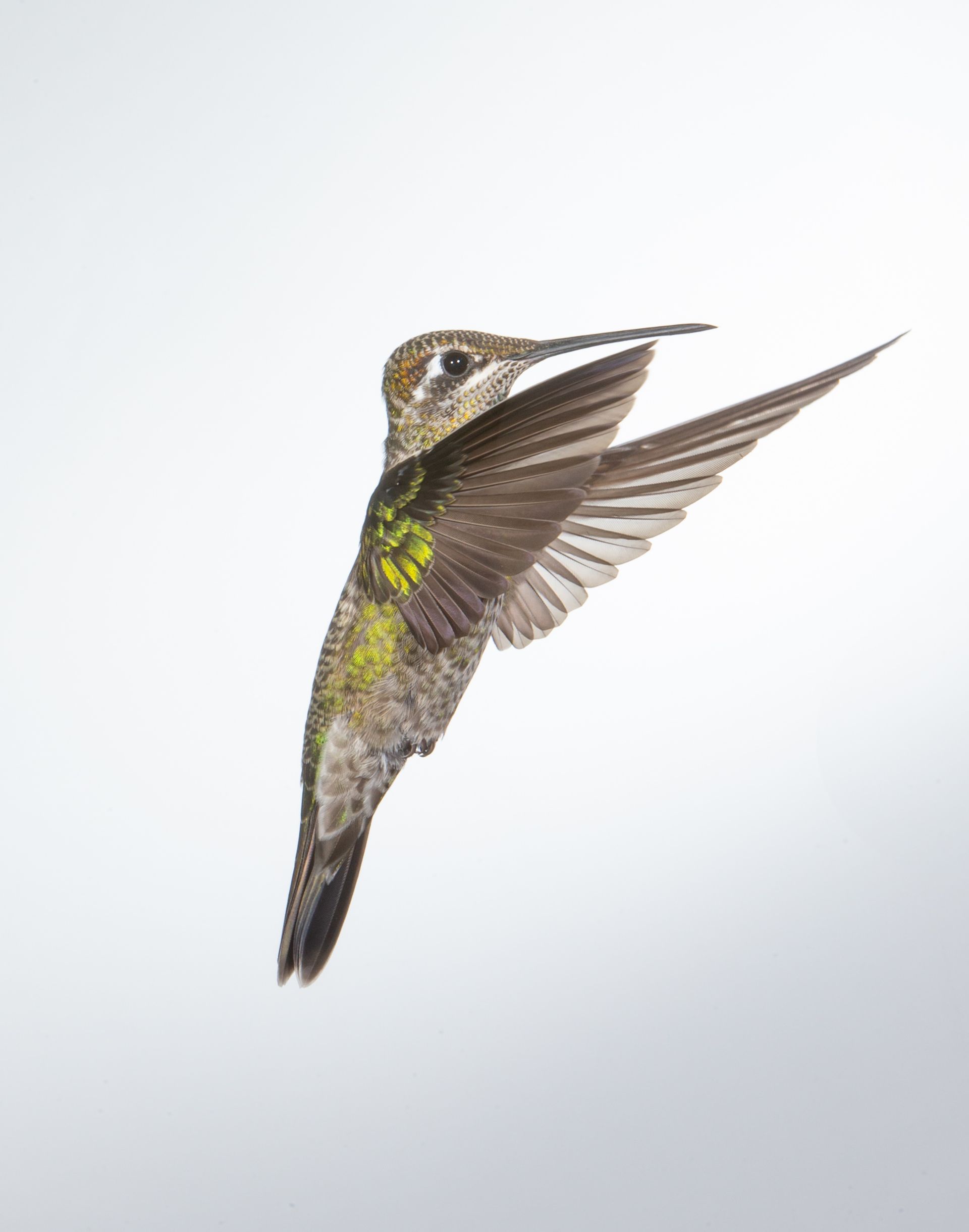 A hummingbird is flying in the air with its wings spread.