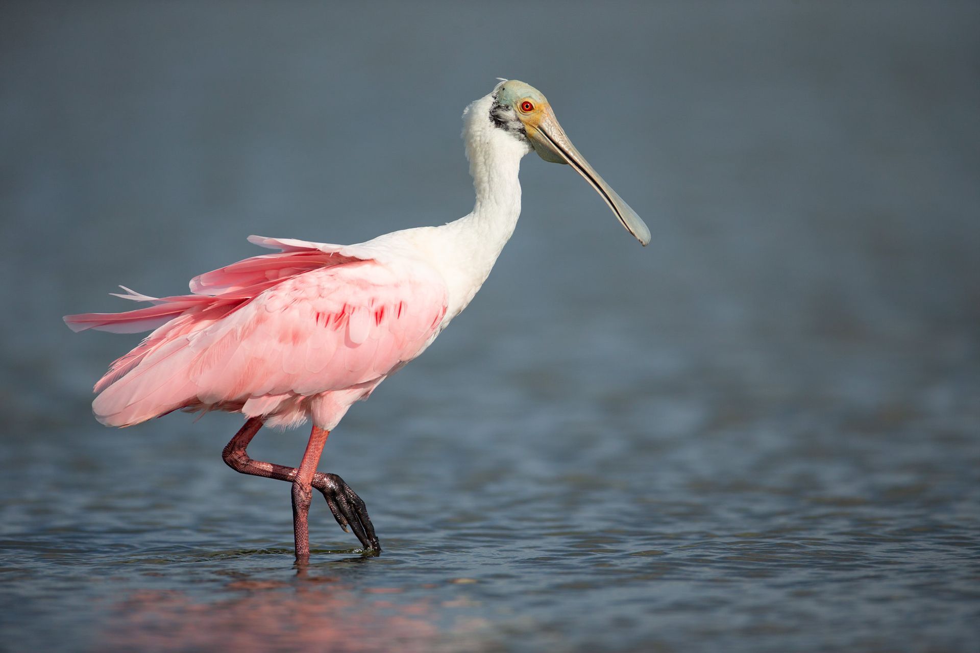 A pink and white bird with a long beak is standing in the water.