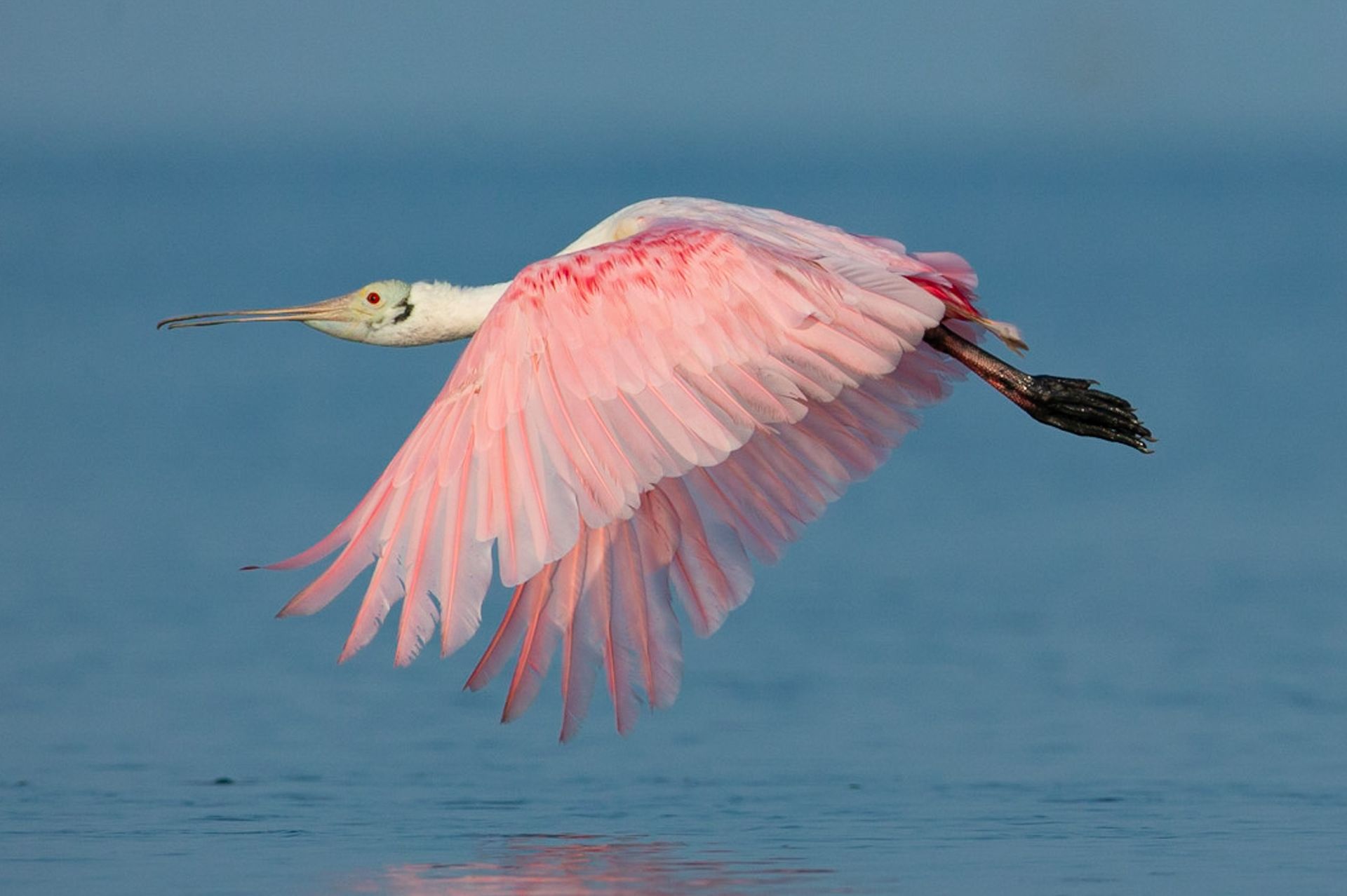 A pink and white bird is flying over a body of water.