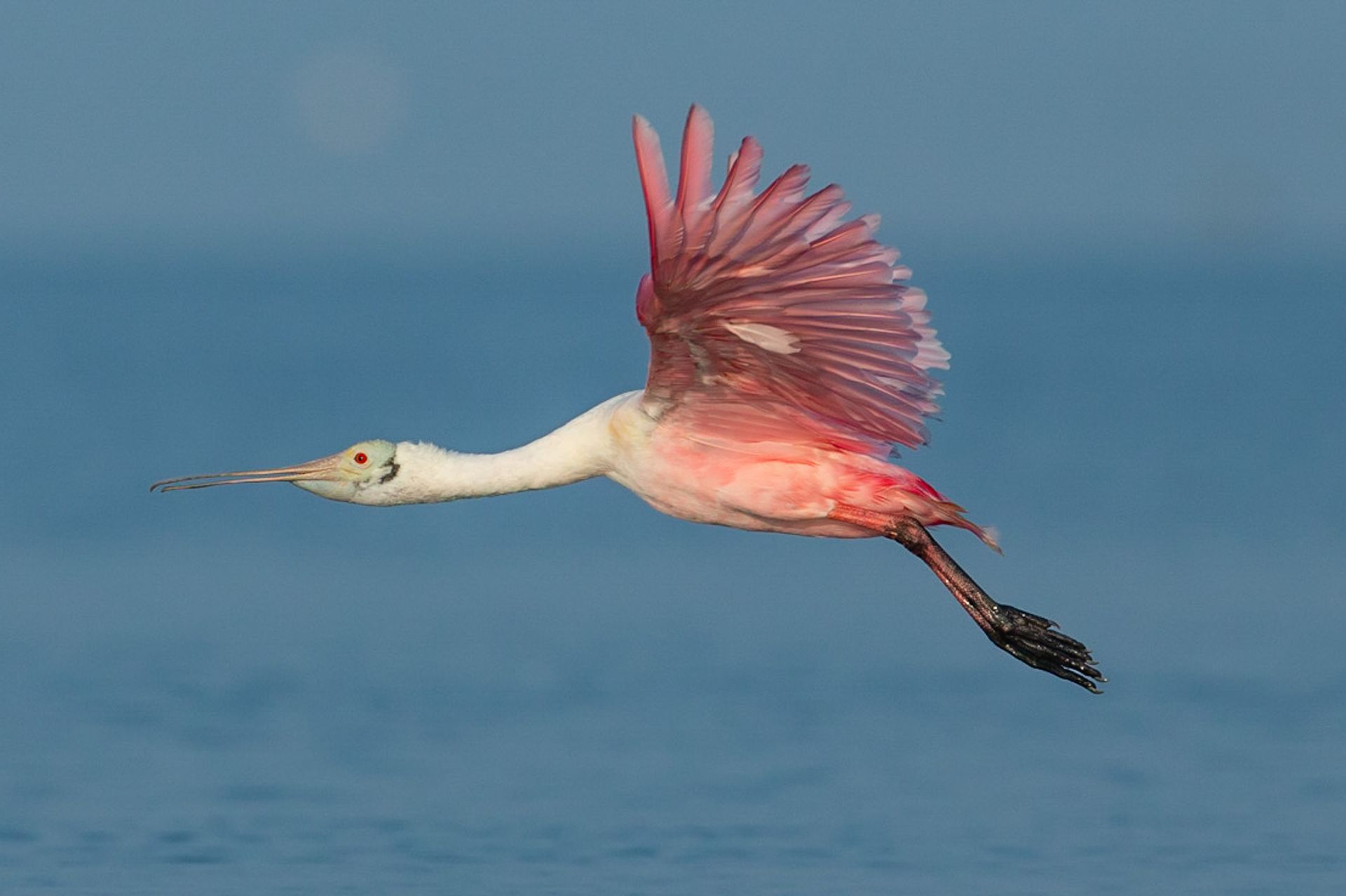 A pink and white bird is flying over the ocean.