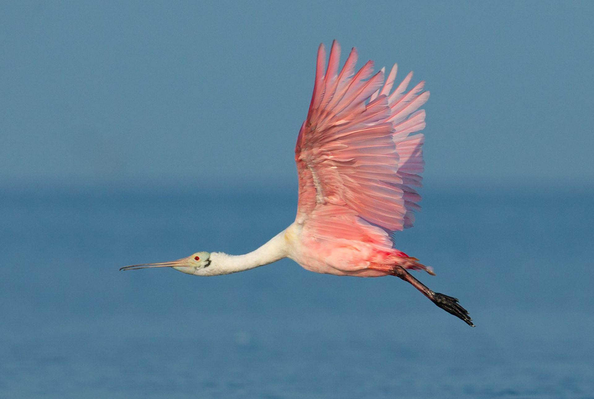 A pink and white bird is flying over the ocean.