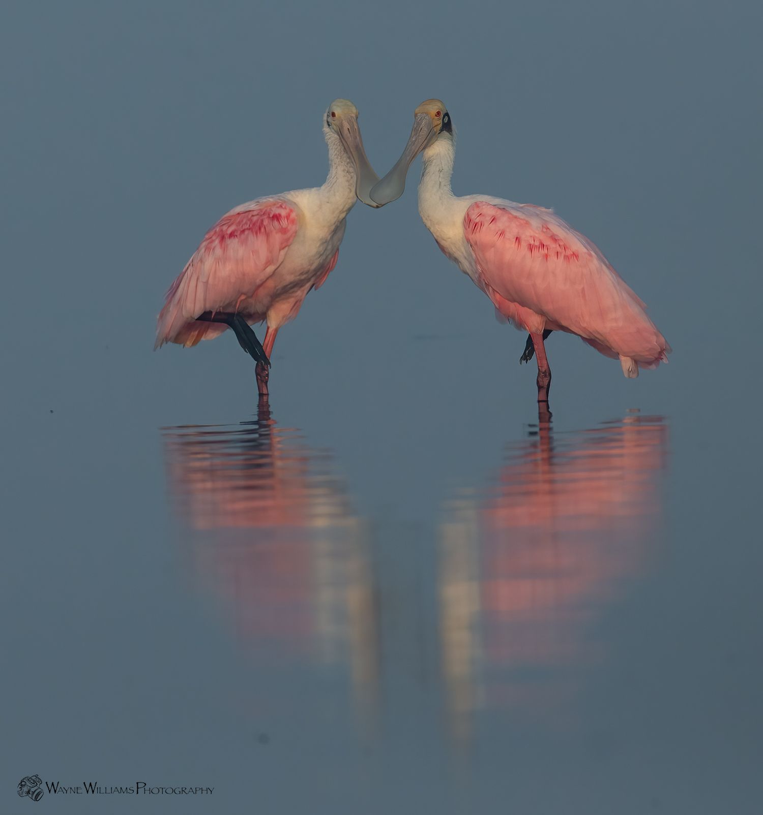 Two pink and white birds are standing next to each other in the water.