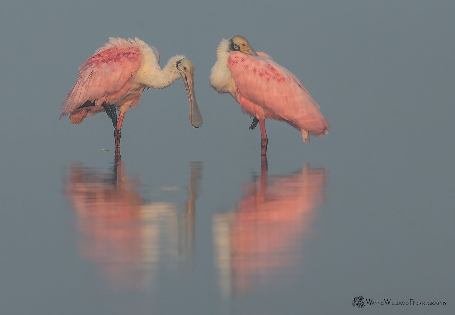 Two pink and white birds are standing in the water.