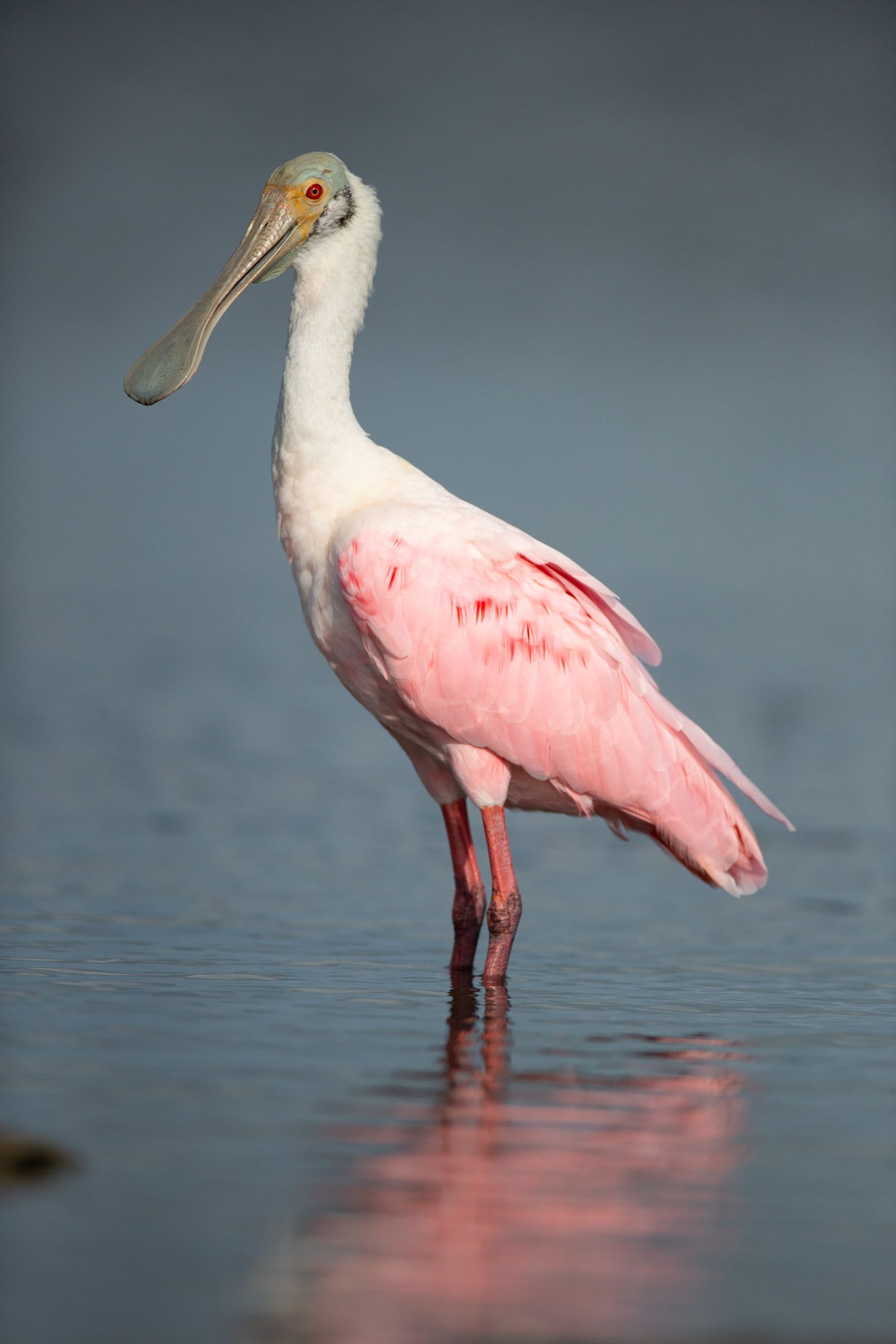 A pink and white bird with a long beak is standing in the water.