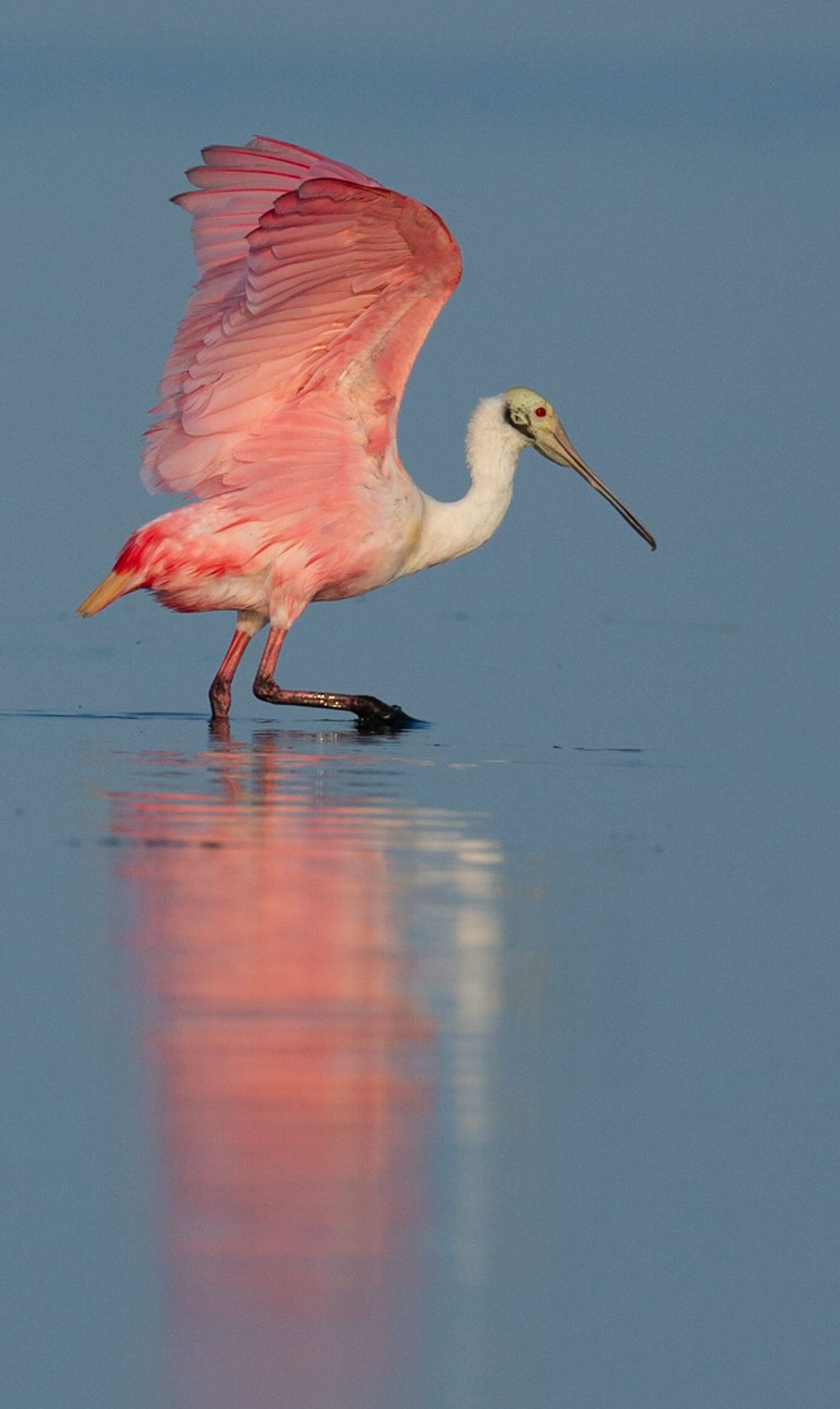 A pink and white bird with a long beak is standing in the water.