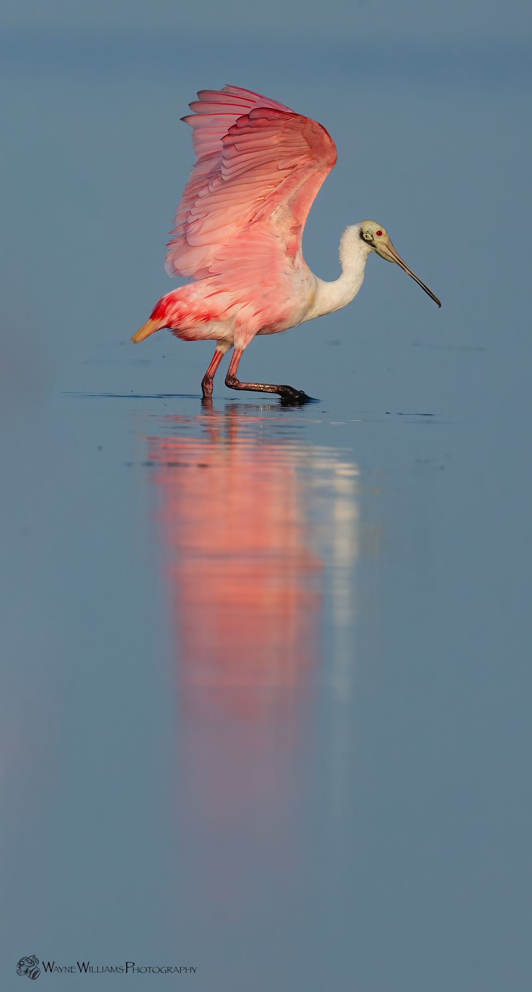A pink and white bird with a long beak is standing in the water.